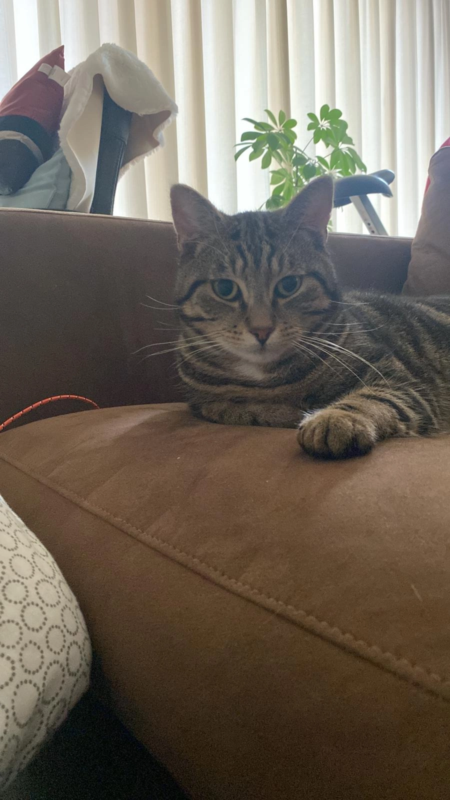 Pepper - Granitefield Mews, Cabinteely