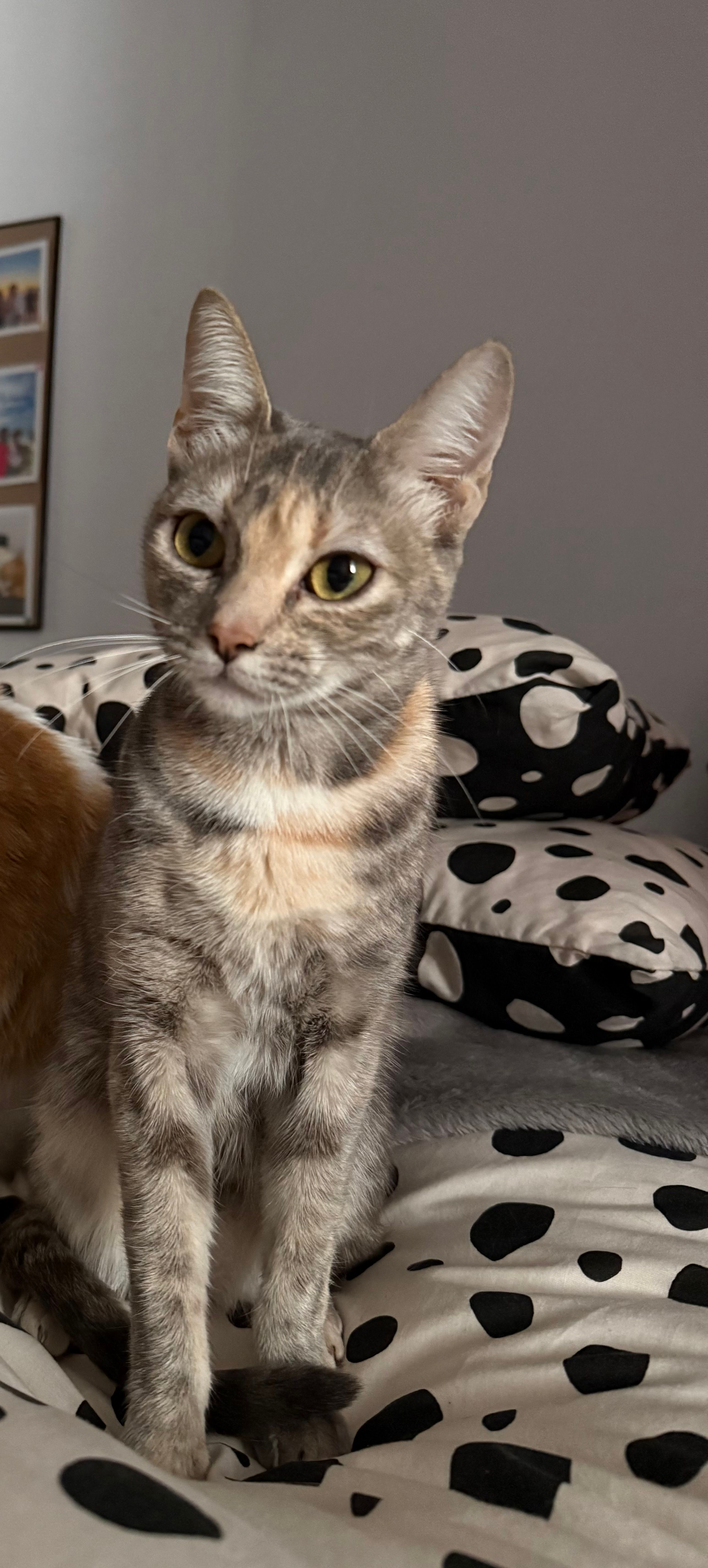 Chloe - Calle Bolivia 10, Marbella