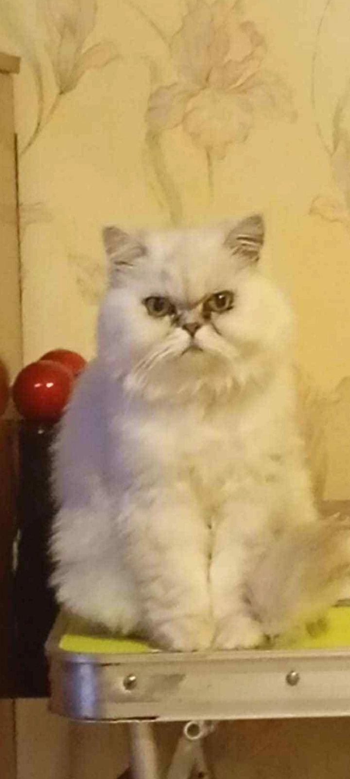 Lily - Blakestown Road, Blanchardstown