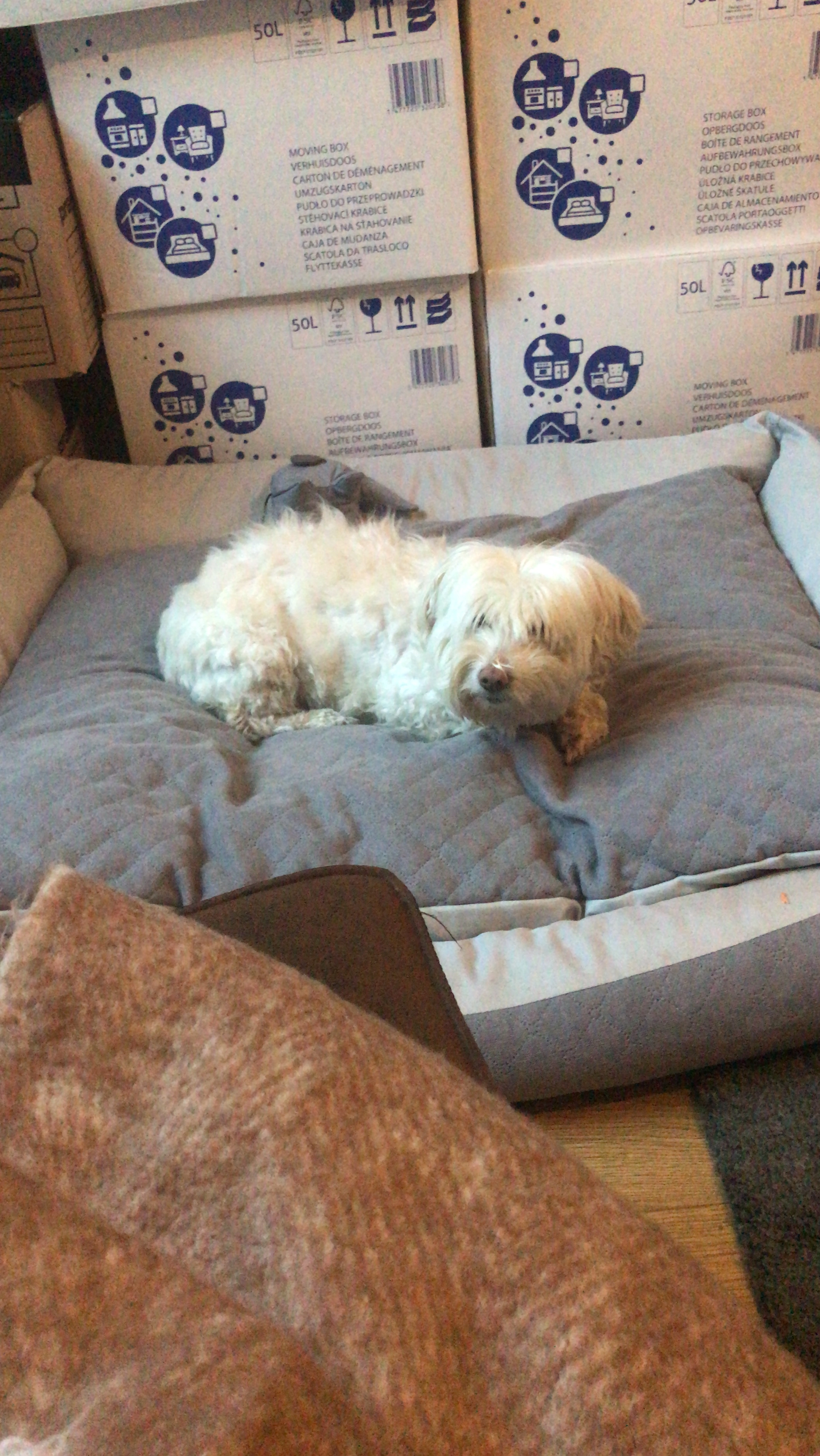 Sally - Engelandlaan, Haarlem