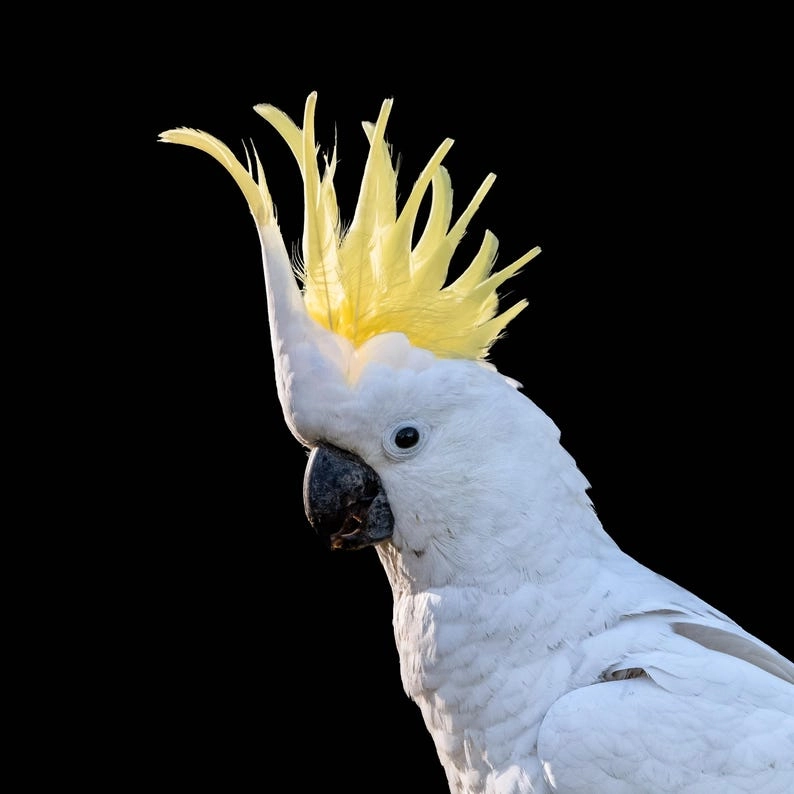 Marlou - 1 Avenue Francis de Croisset, Grasse