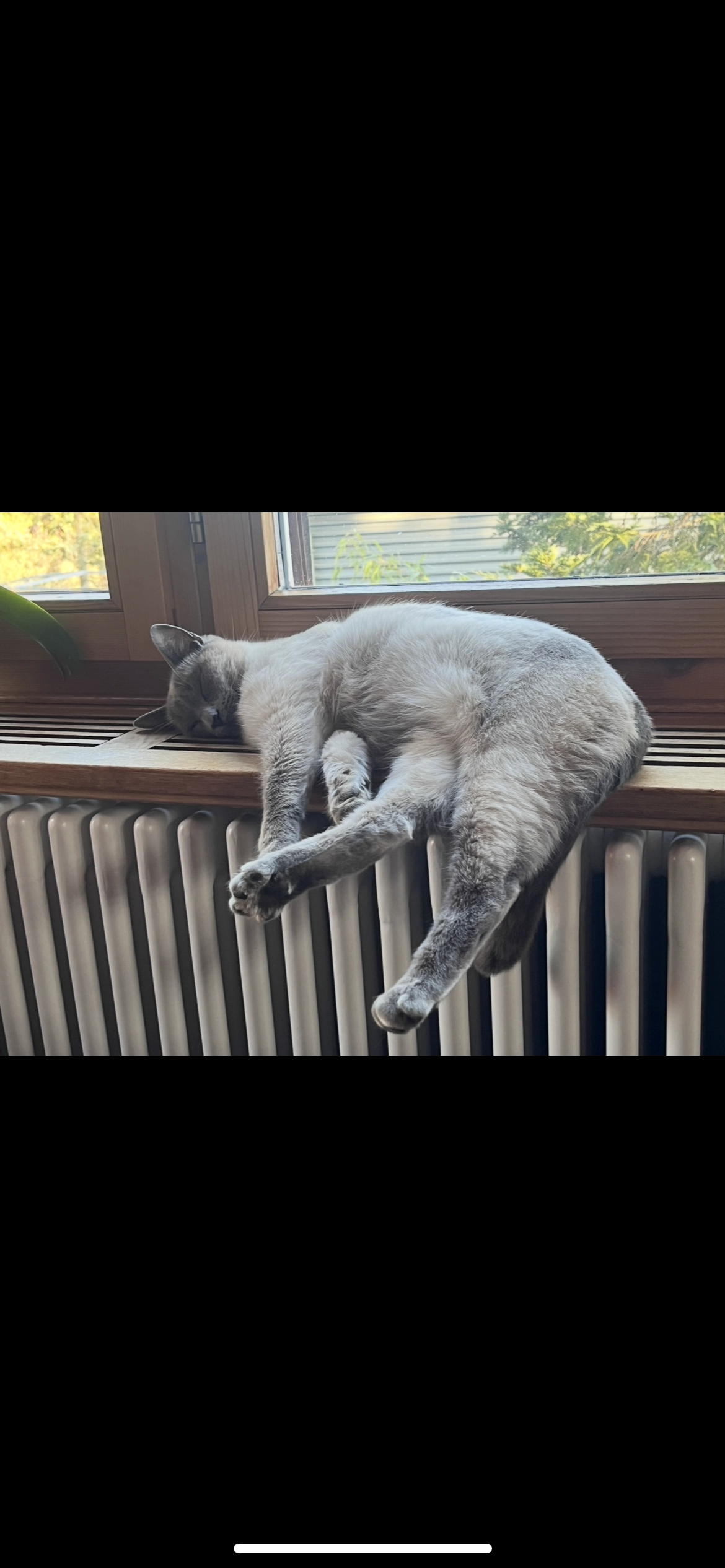 Simba - Goldbergstrasse, Neuhausen am Rheinfall