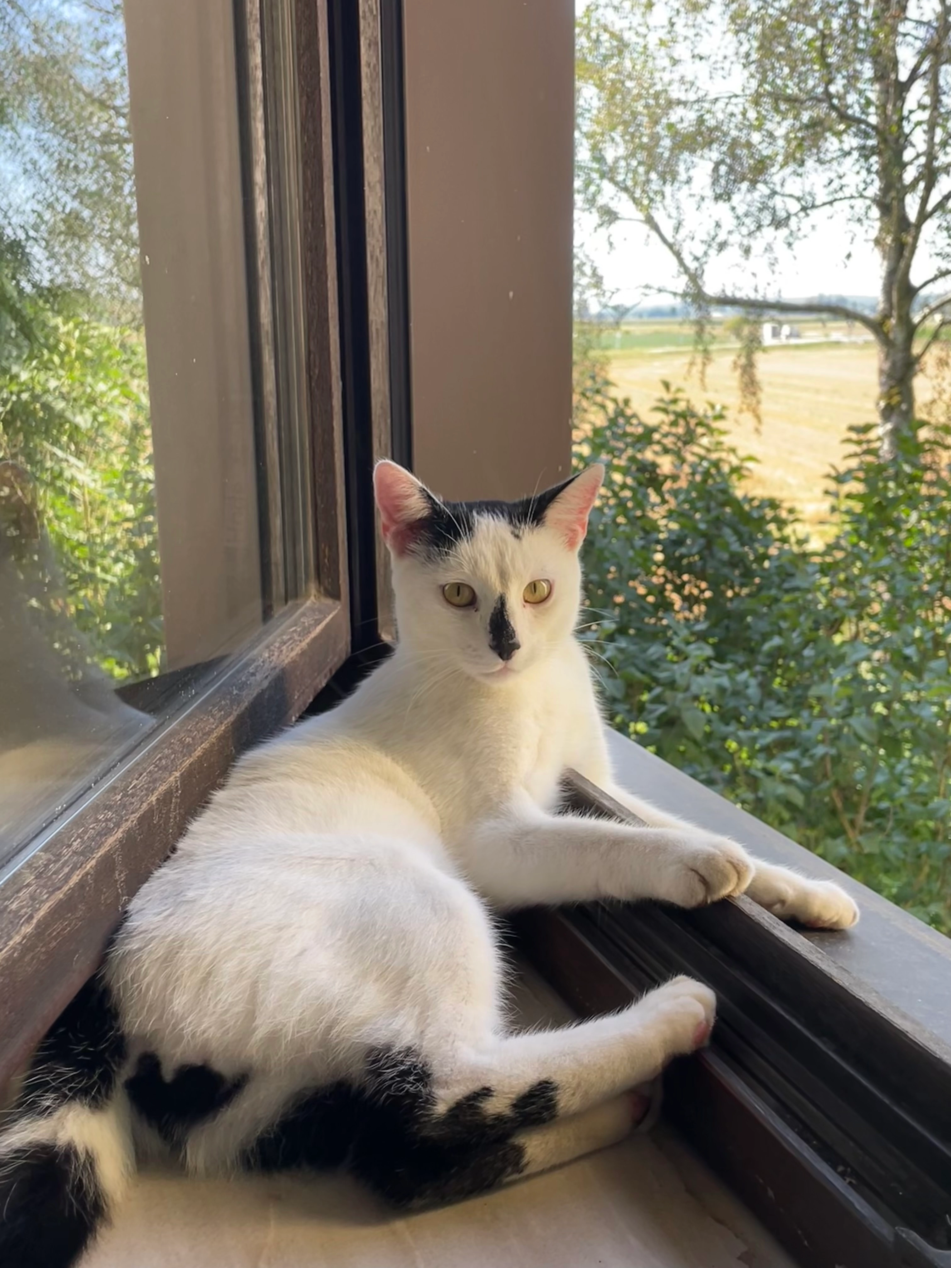 Jacky - Unterbrunninger Straße 10, Mauerkirchen