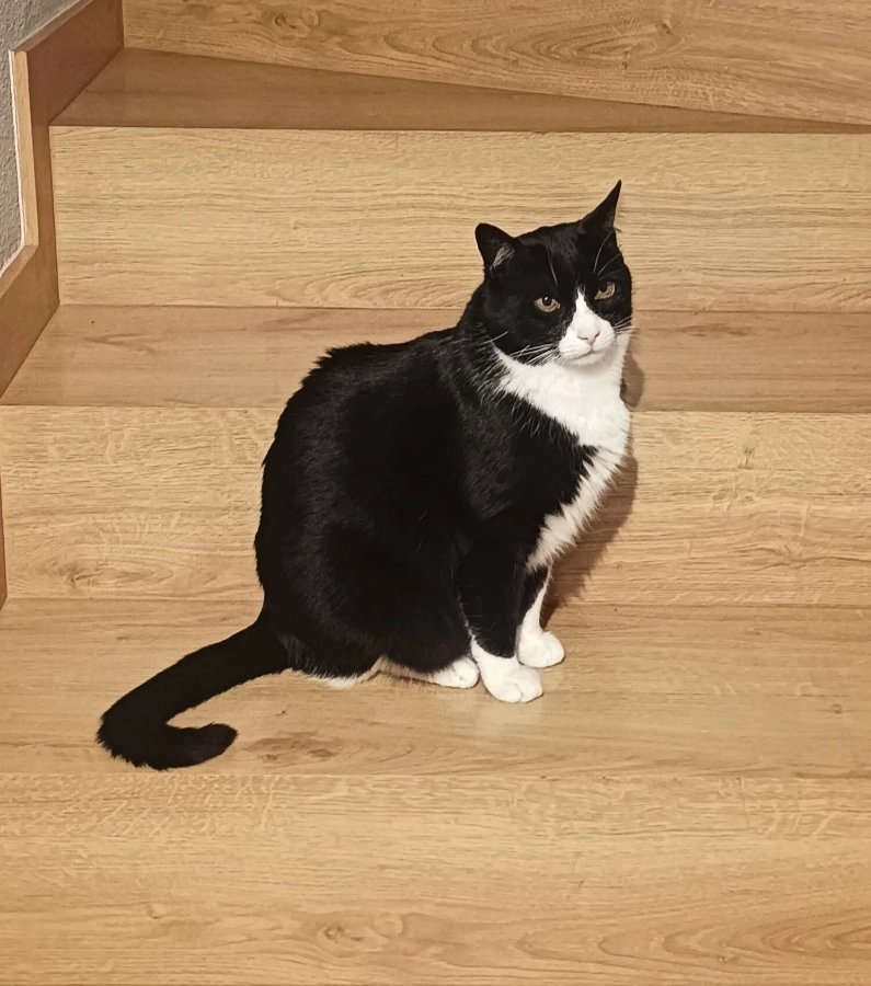 Fígaro  - Calle Río Guadiana, Aldeamayor de San Martín