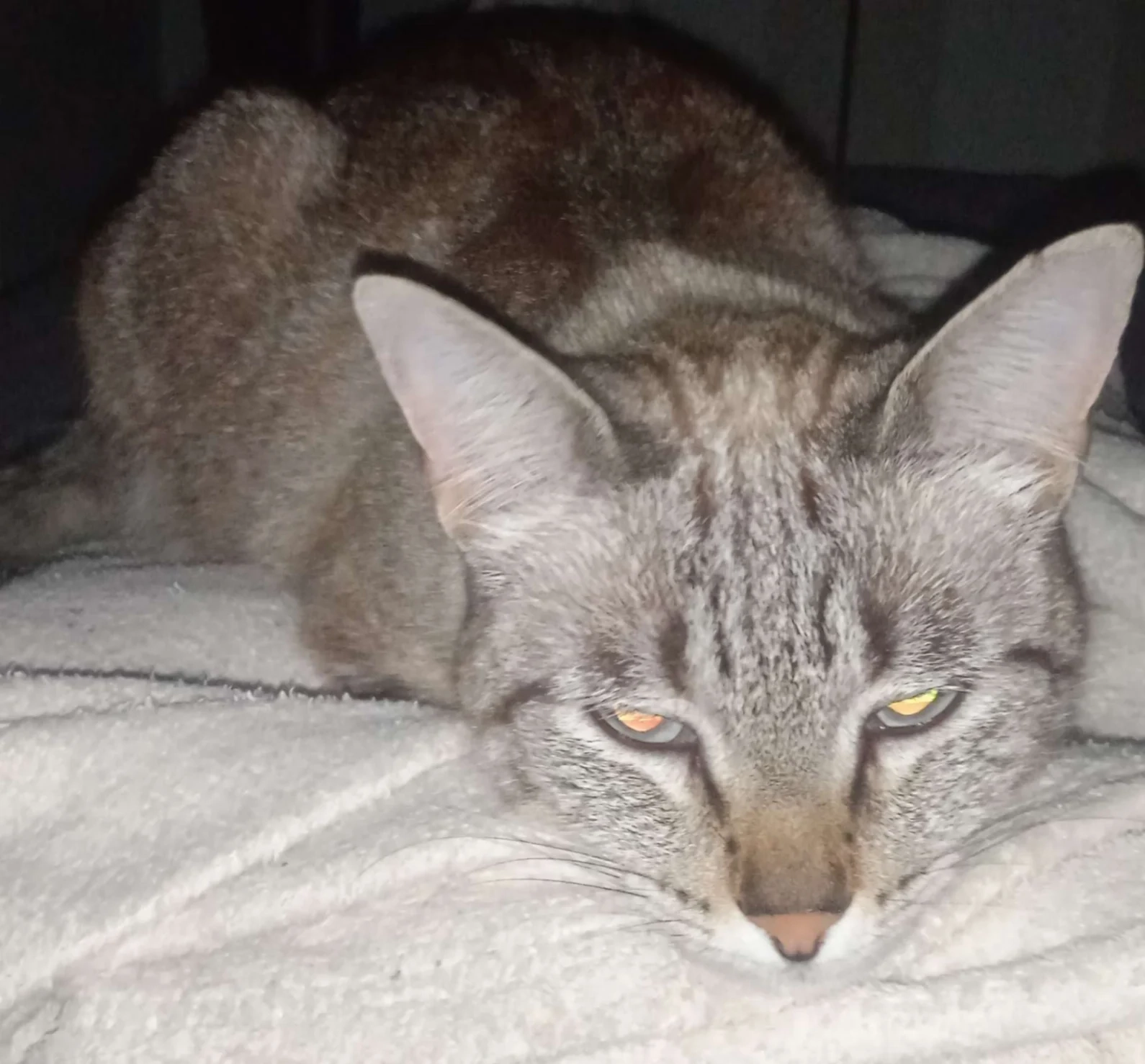 Mia - 1 Rue Principale, Goetzingen