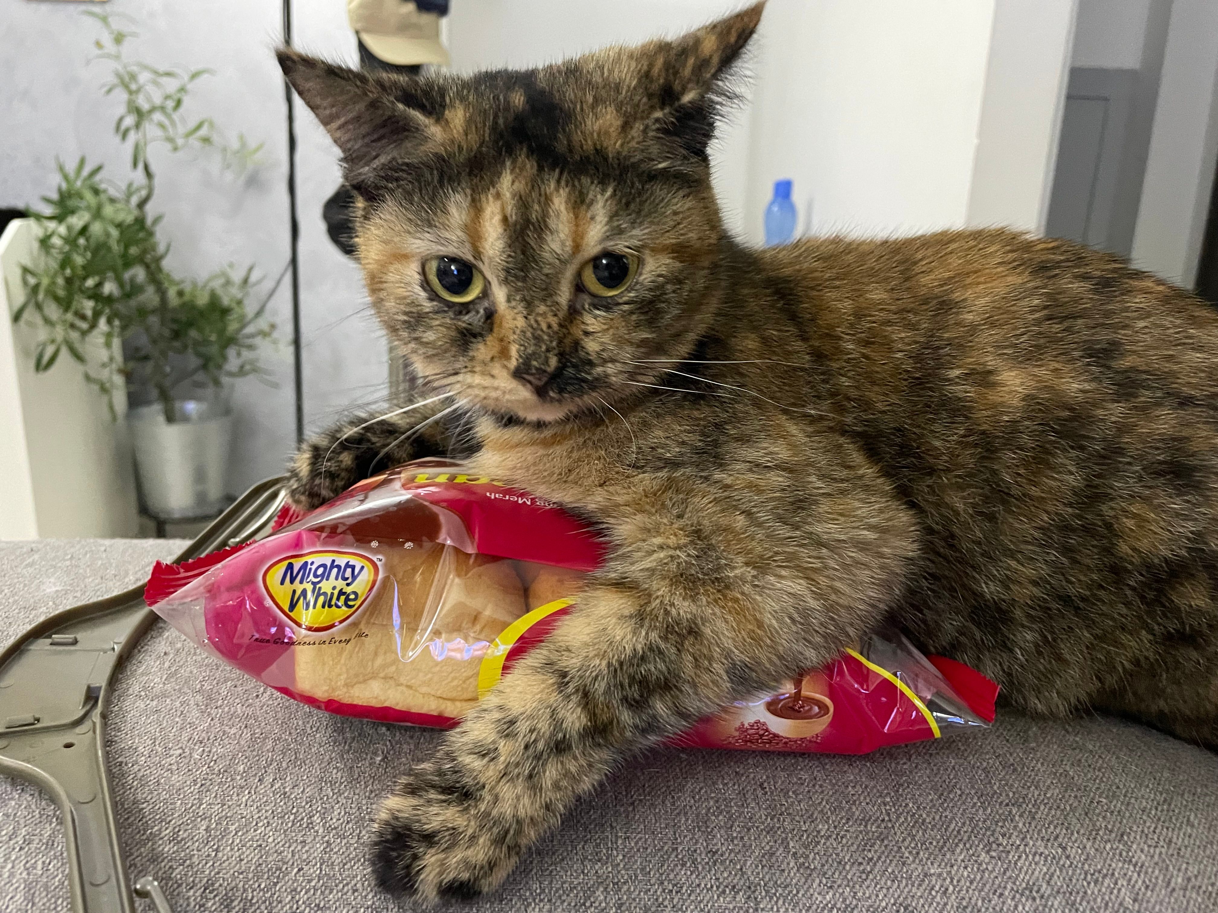 Mocha - Tiara Heights, Sepang District