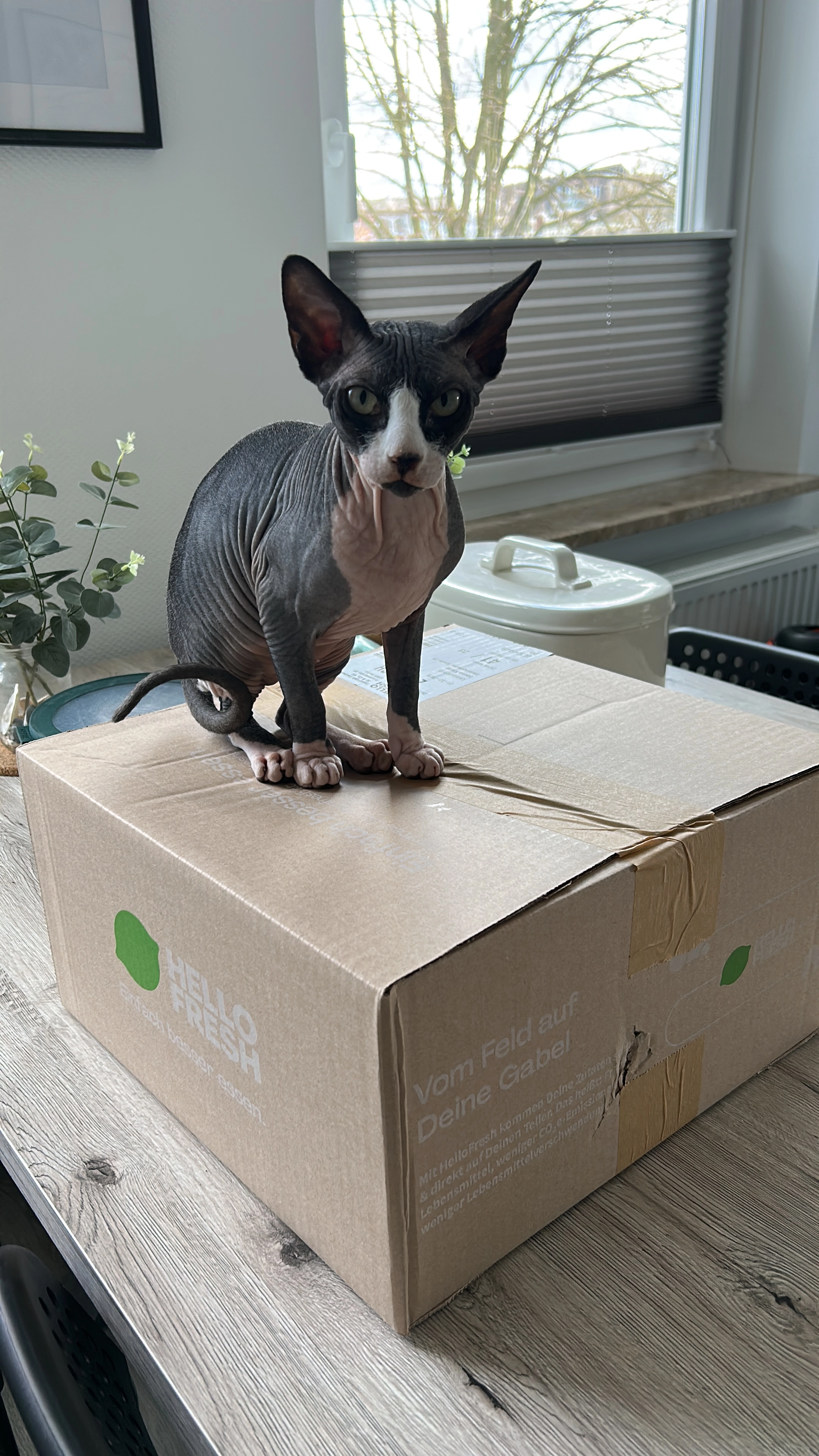 Ozzy - Weddingstedter Straße 29, Heide