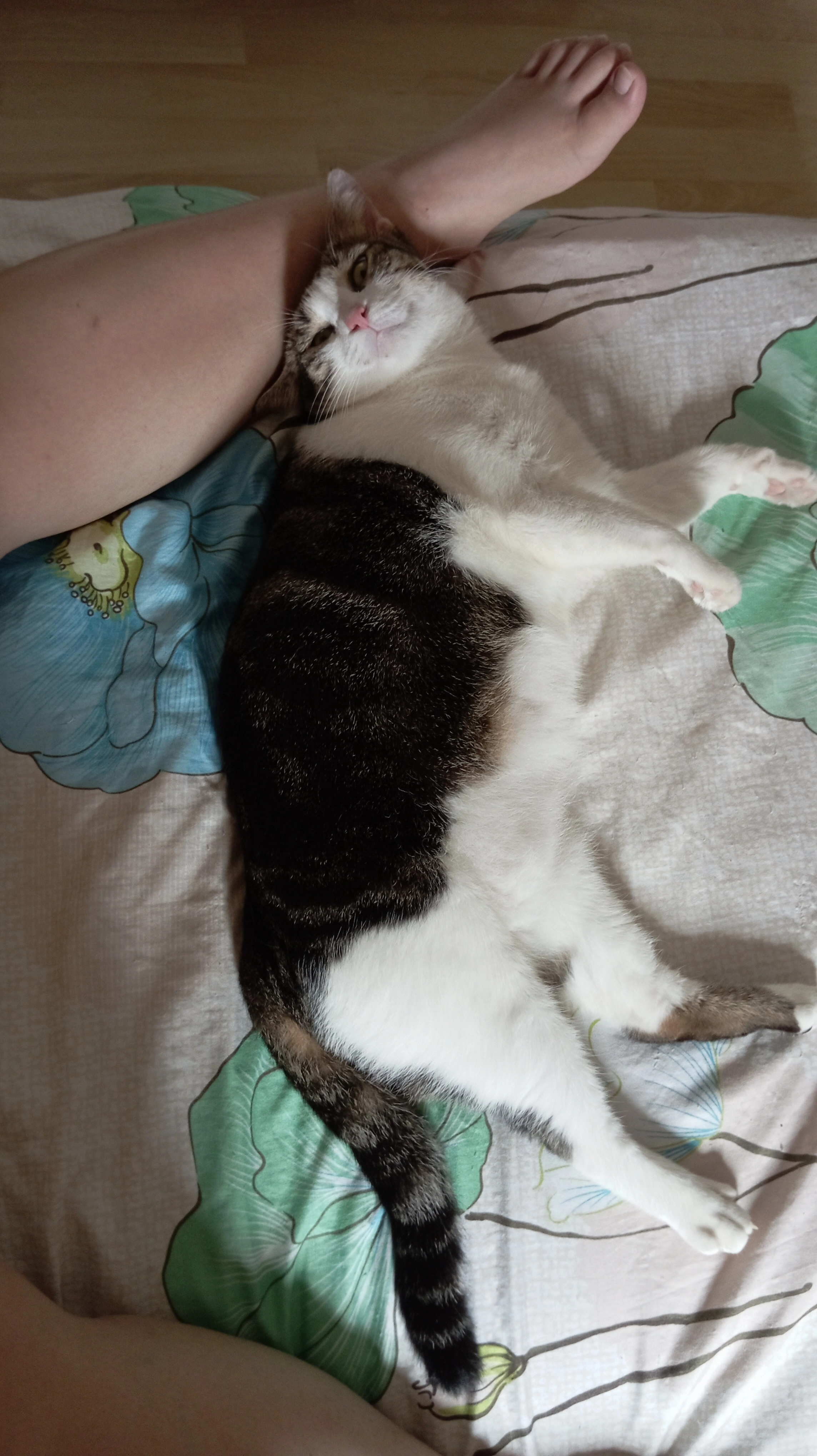 Mei mei - 11600, Jelutong