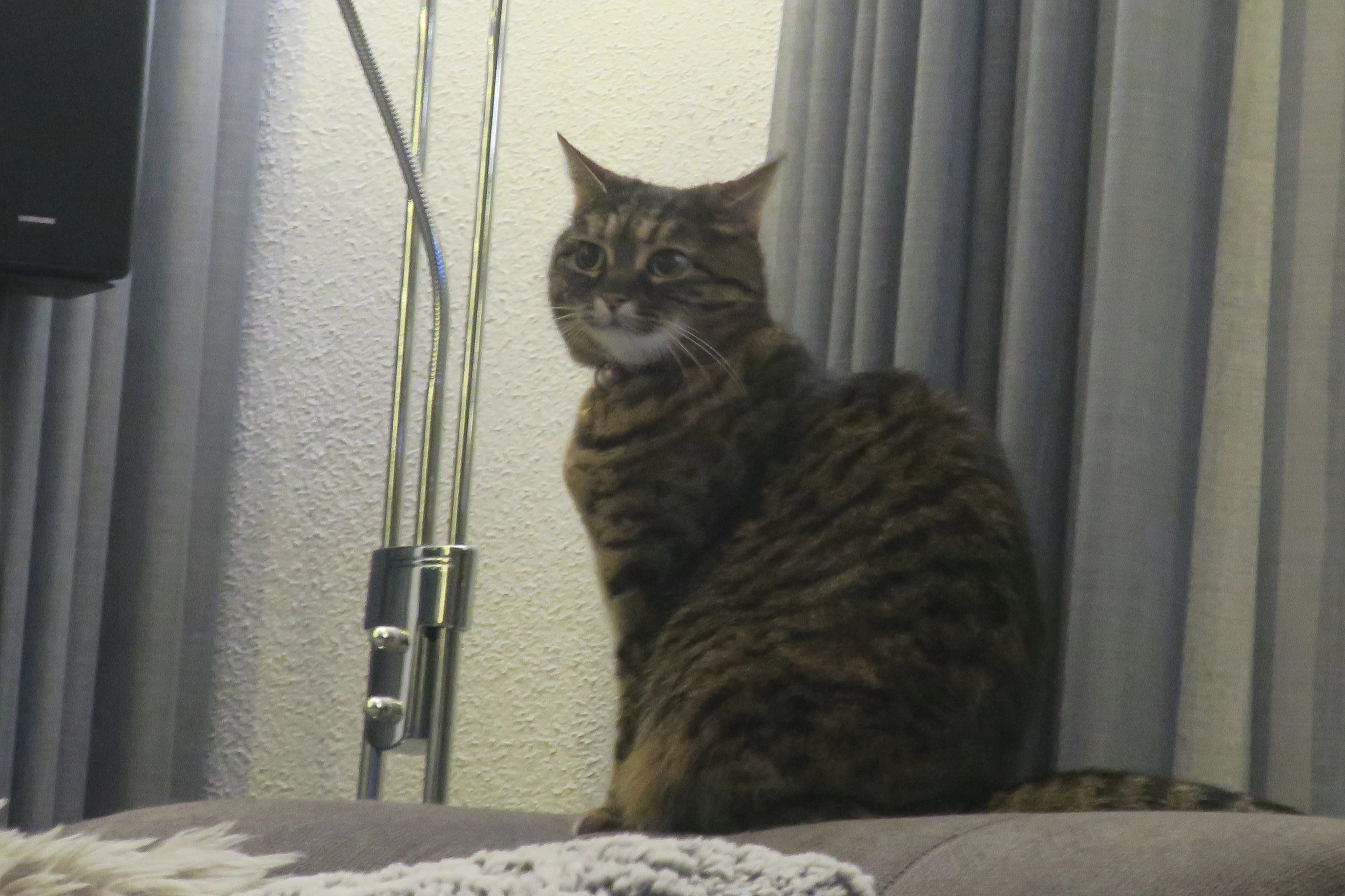 Jellybean - Säge 175, Wald