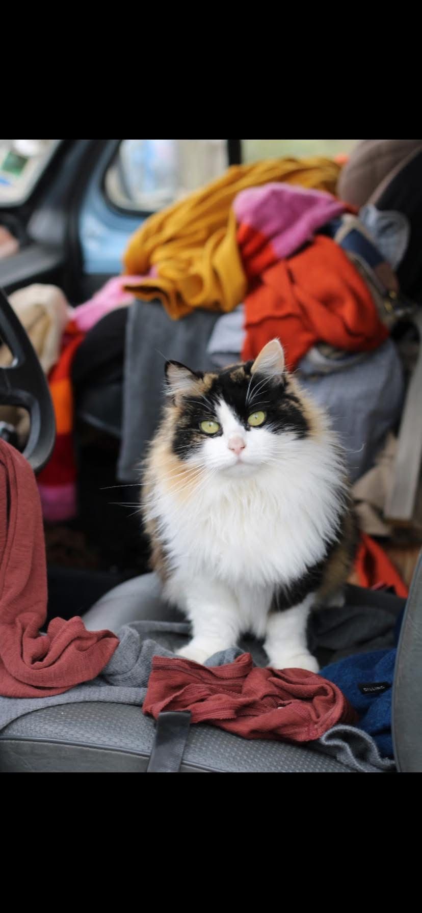 Sushi - Impasse Louis Fabre, Cournonterral