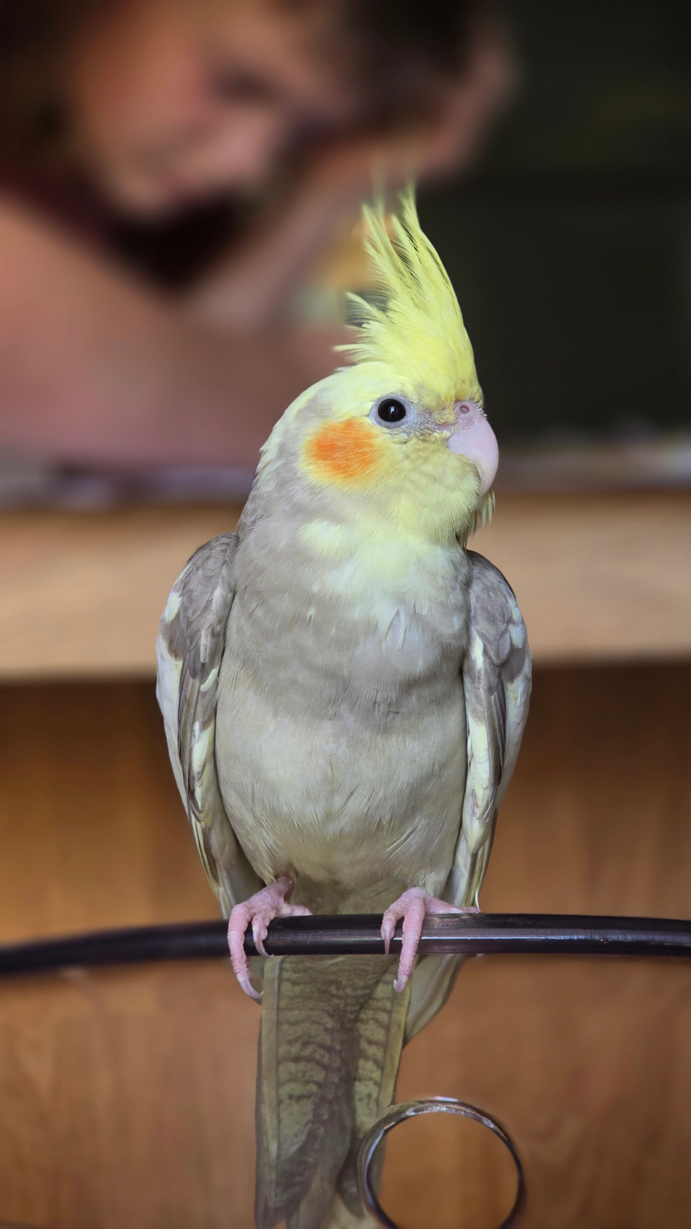 Jean-Plume - Rue Lascaris, Nice