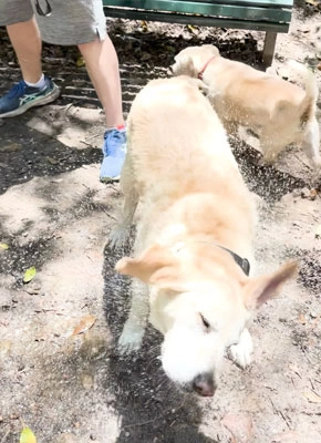 Dukku - Baluwakhani Chok, Mahankal