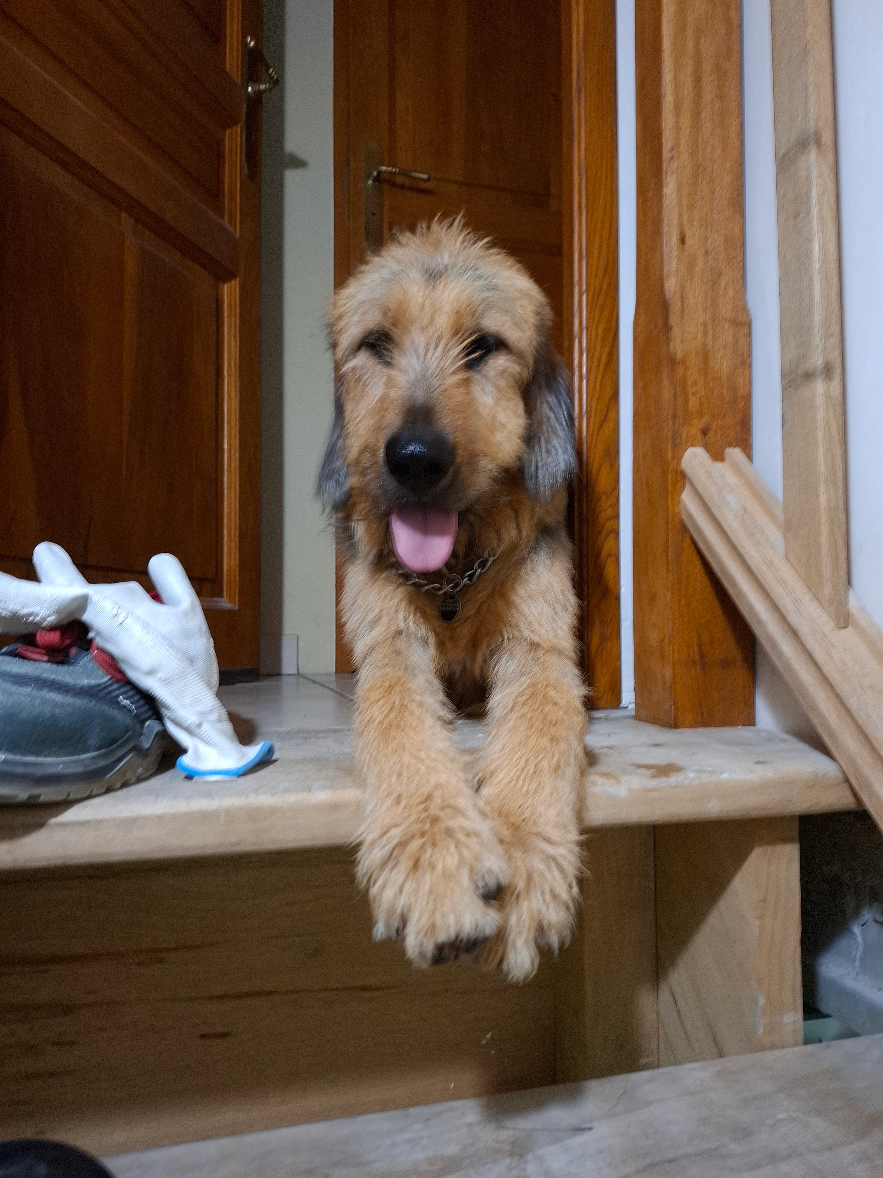 Charly - Rue des Argelas, Ollioules