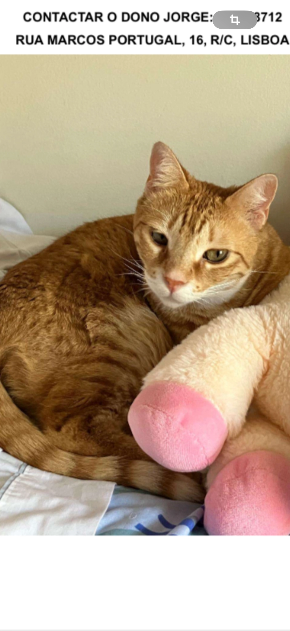 Miau - Rua do Monte Olivete, Lisboa