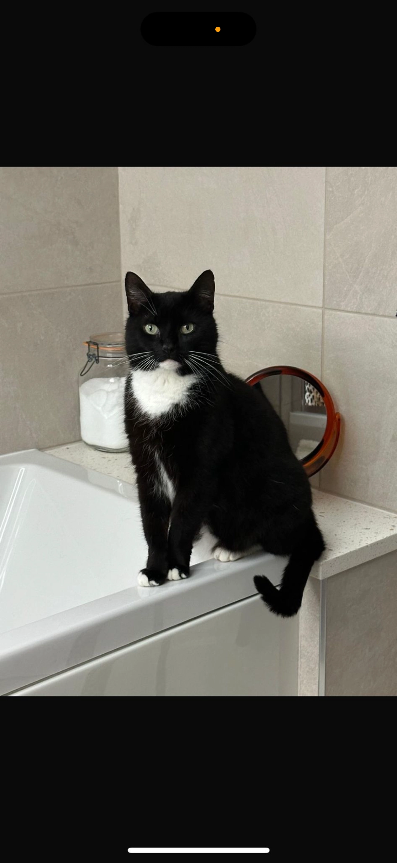 Kiki - Velvet Lawn Road, New Milton