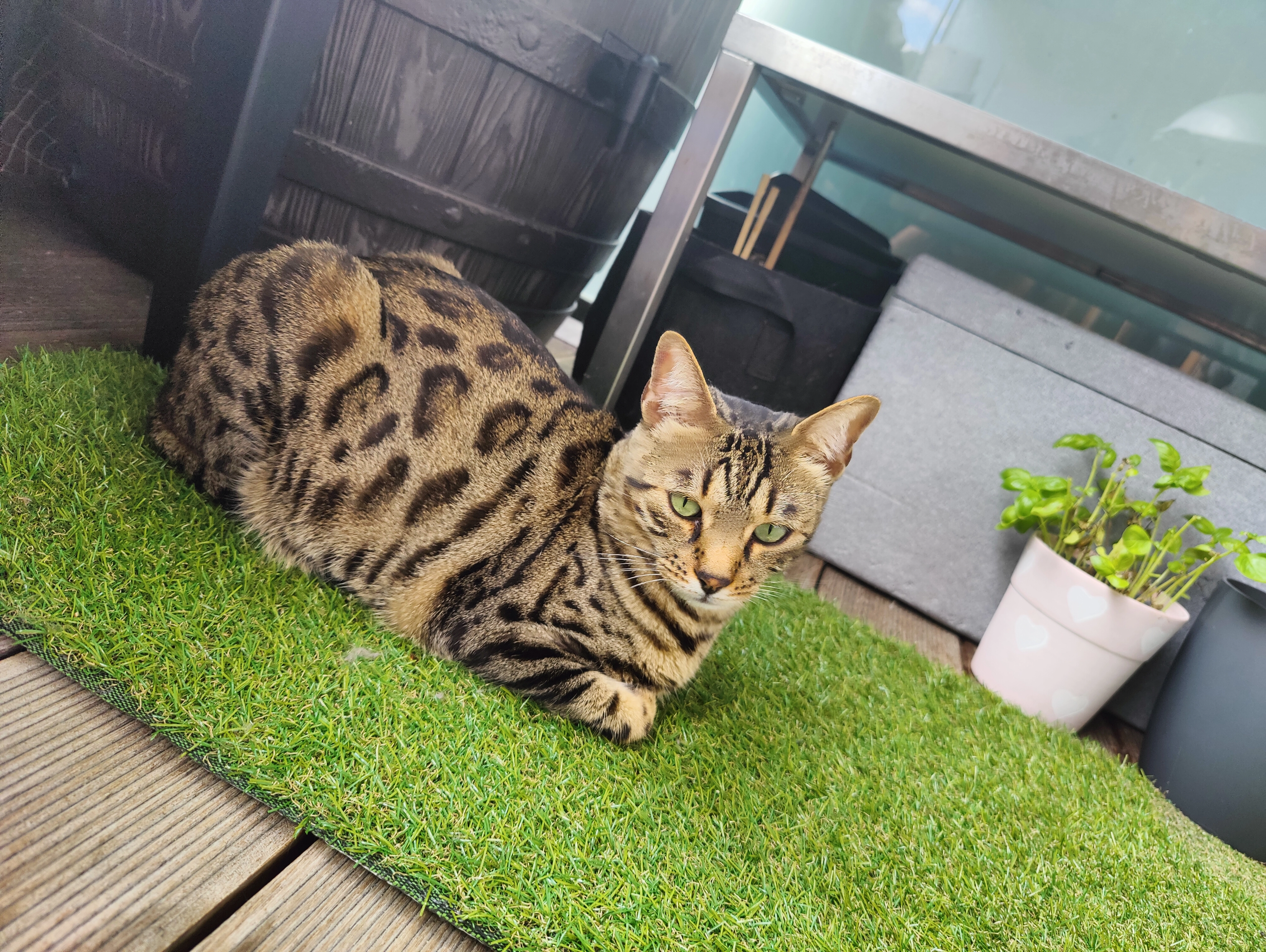 Yuri - Viale Roma, Lazise