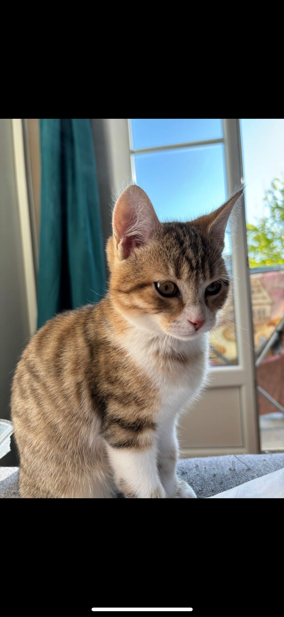 Simba ou titi mimine - 12 Avenue des Frères Voisin, Bourges