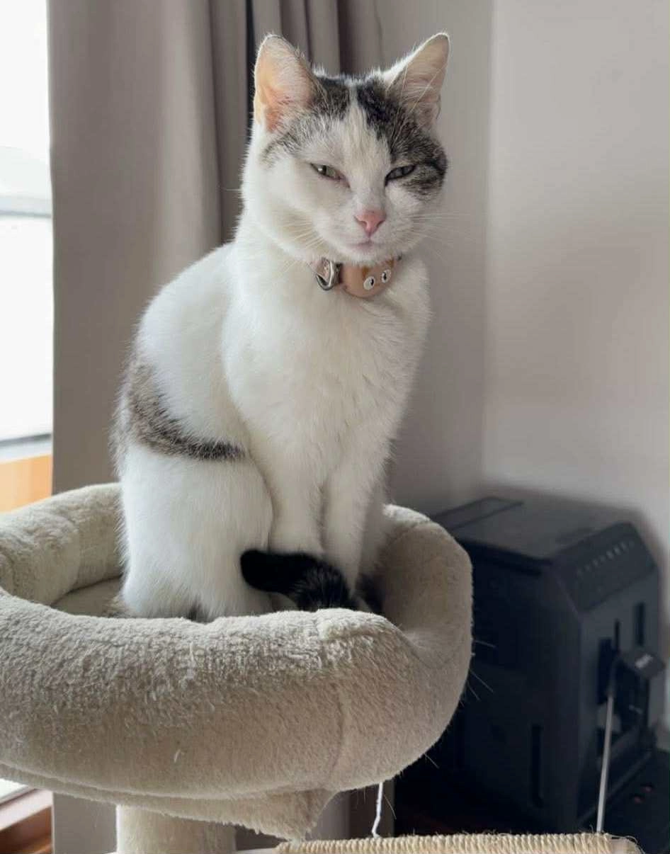 Crapule  - Chaussée Freddy Terwagne, Engis