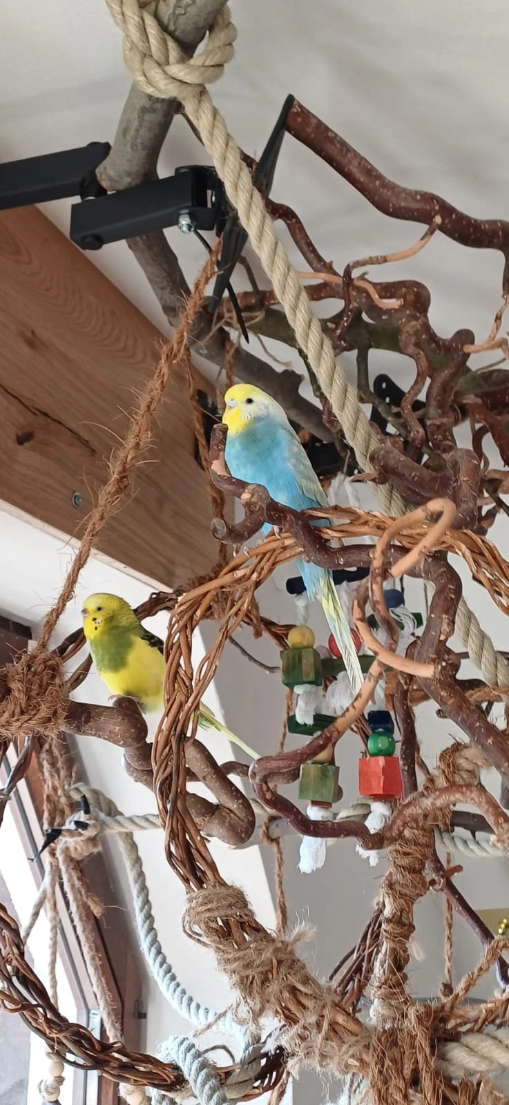 Kiwi - Grünbergallee, Berlin