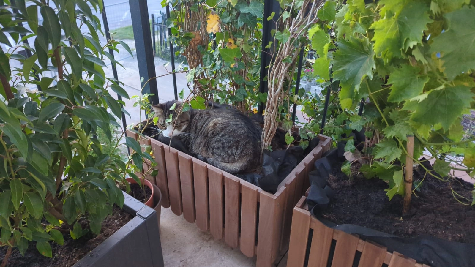 Tio - Neuenhagener Straße, Berlin