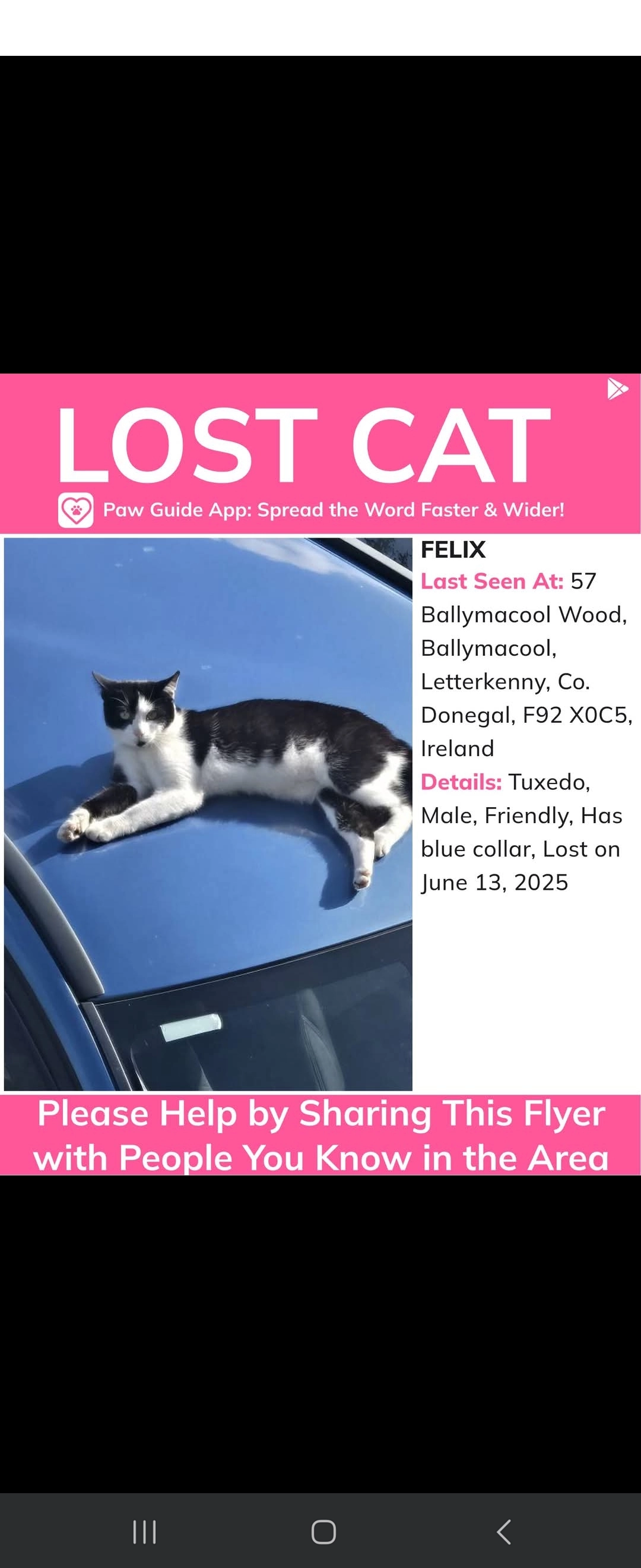 Felix - Ballymacool Wood, Letterkenny