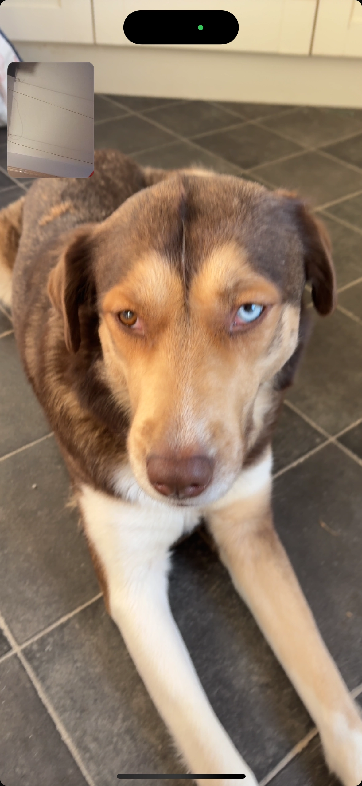 Coco bleu - Argyle Road, Ilford