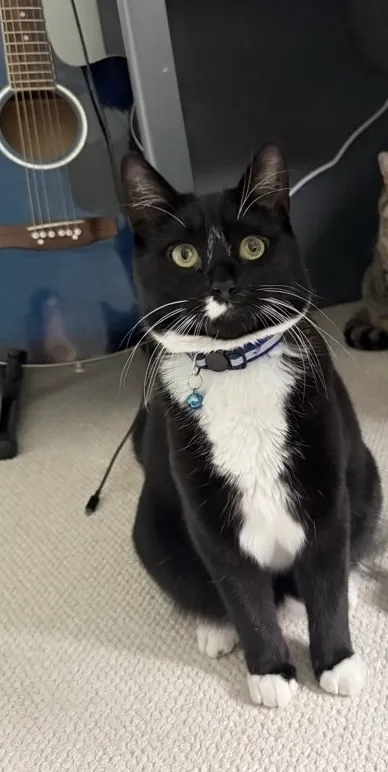 Loki - Brouncker Road, London