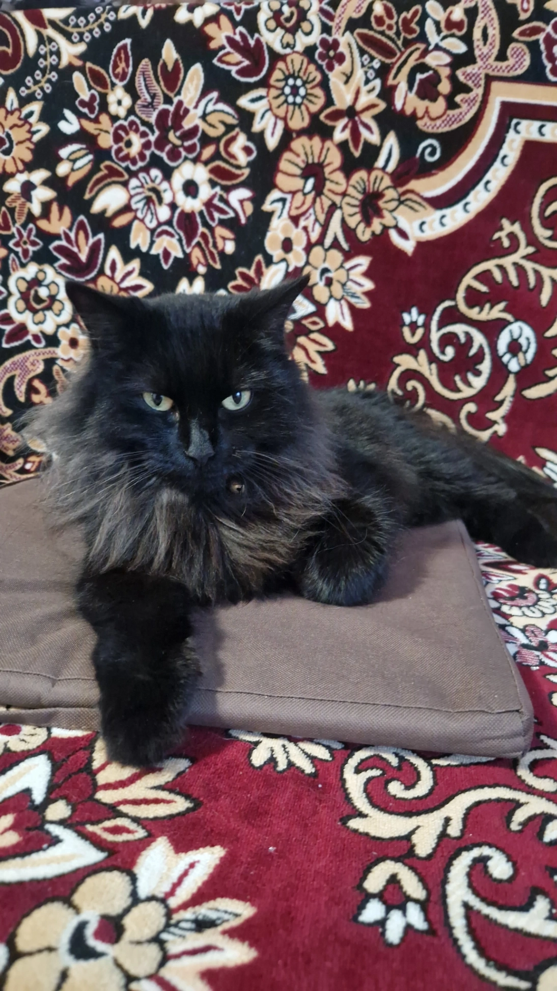 Misha - Kennedy Avenue, Enfield