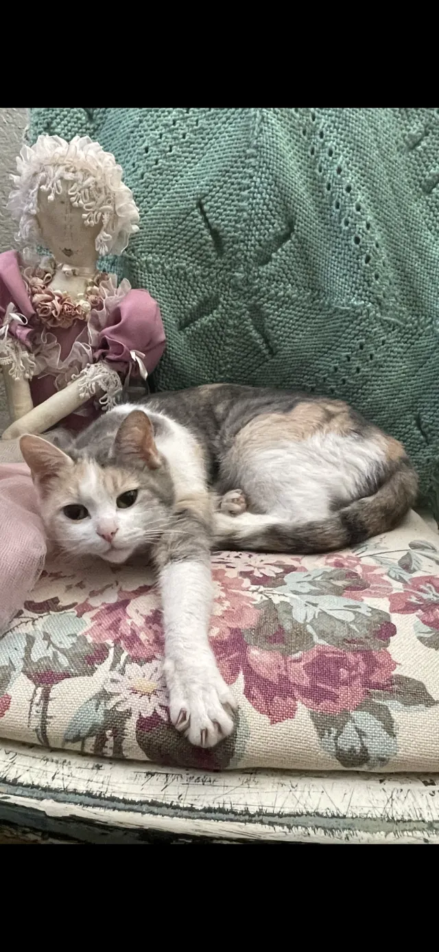 Babycat - Panorama Crest, Escondido