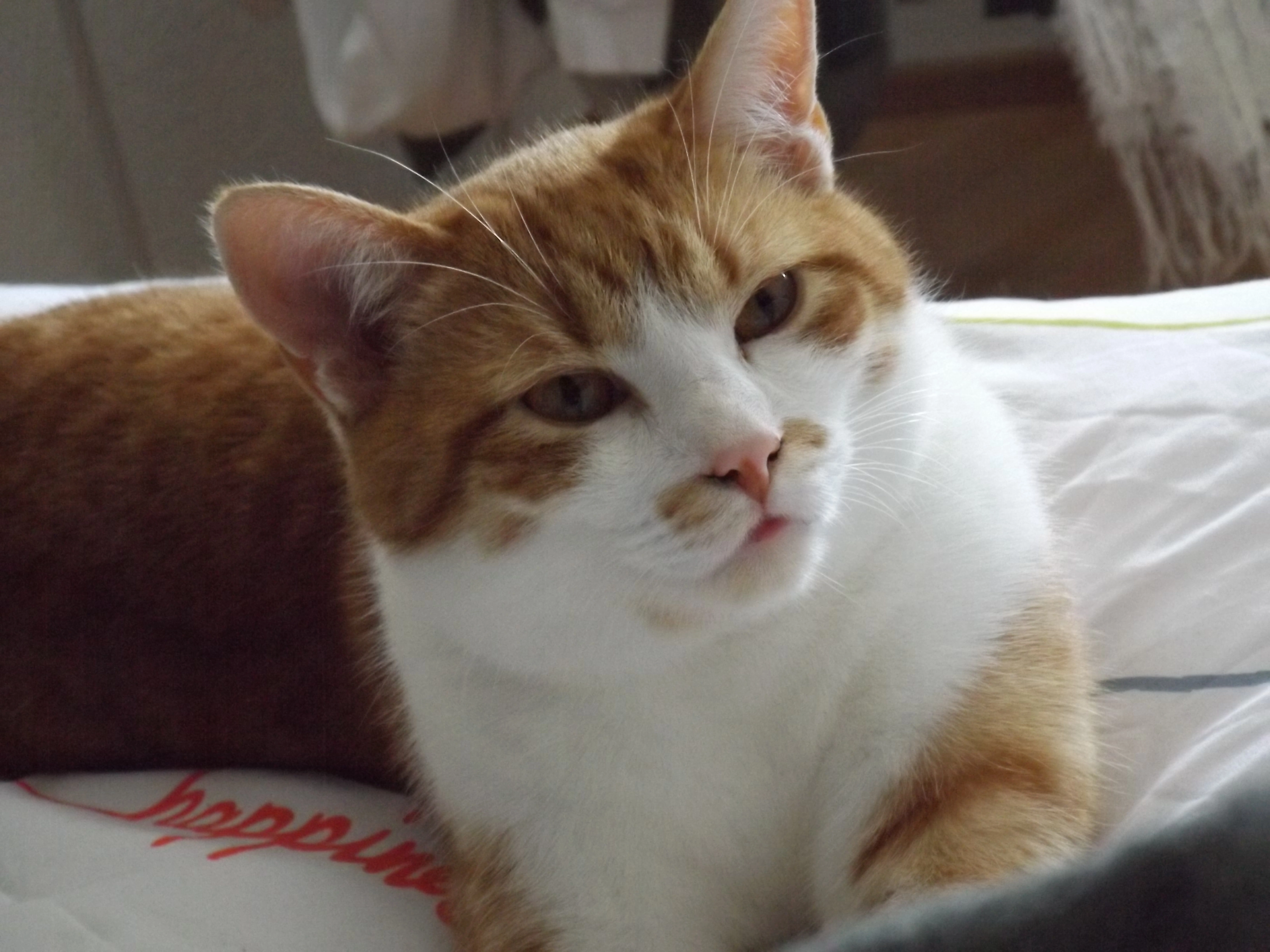 Tommy - Allensteiner Straße 7, Ehingen