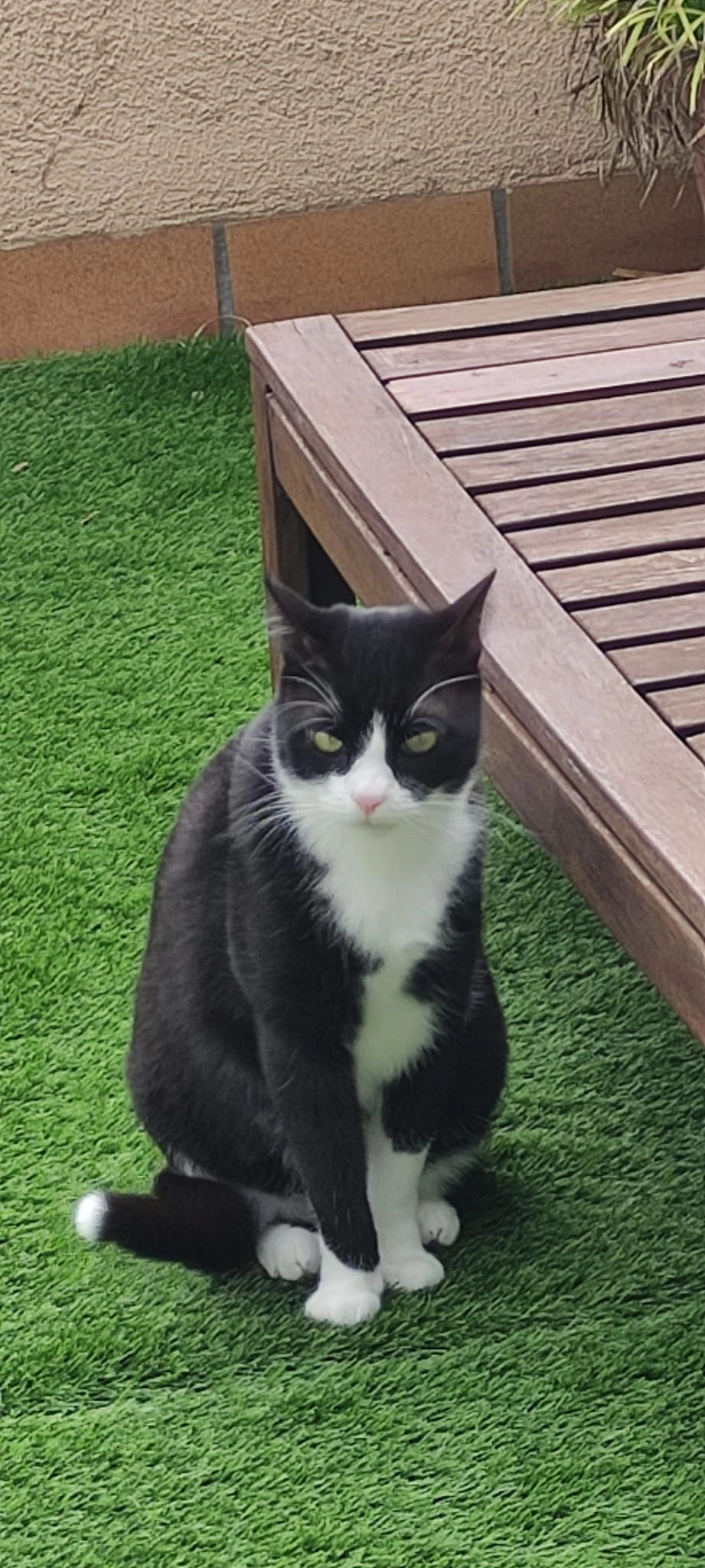 Piano - Carrer de la Rosa 51, l'Escala