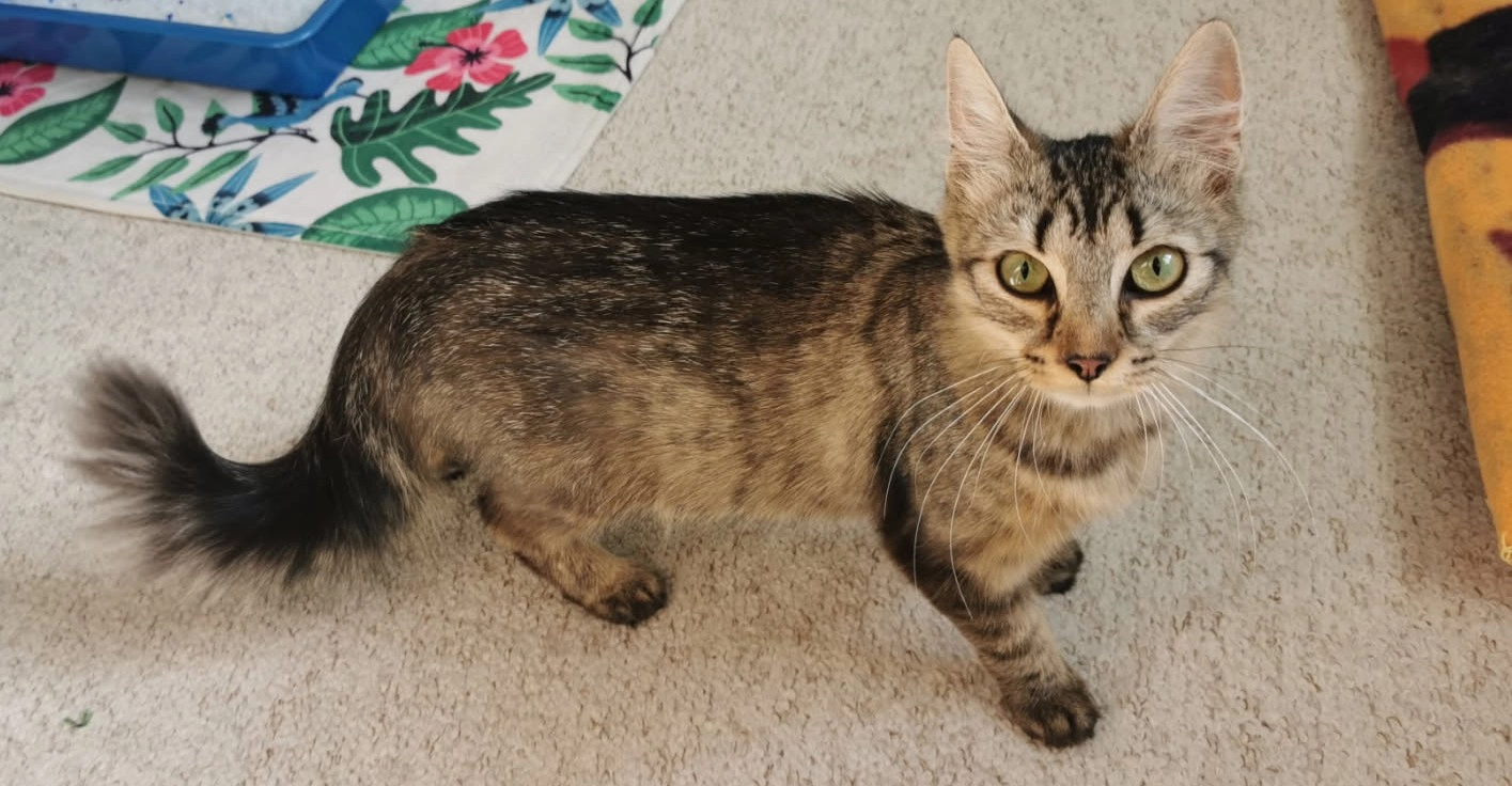 Anaya  - 6 Rue du Val Tremblay, Magny