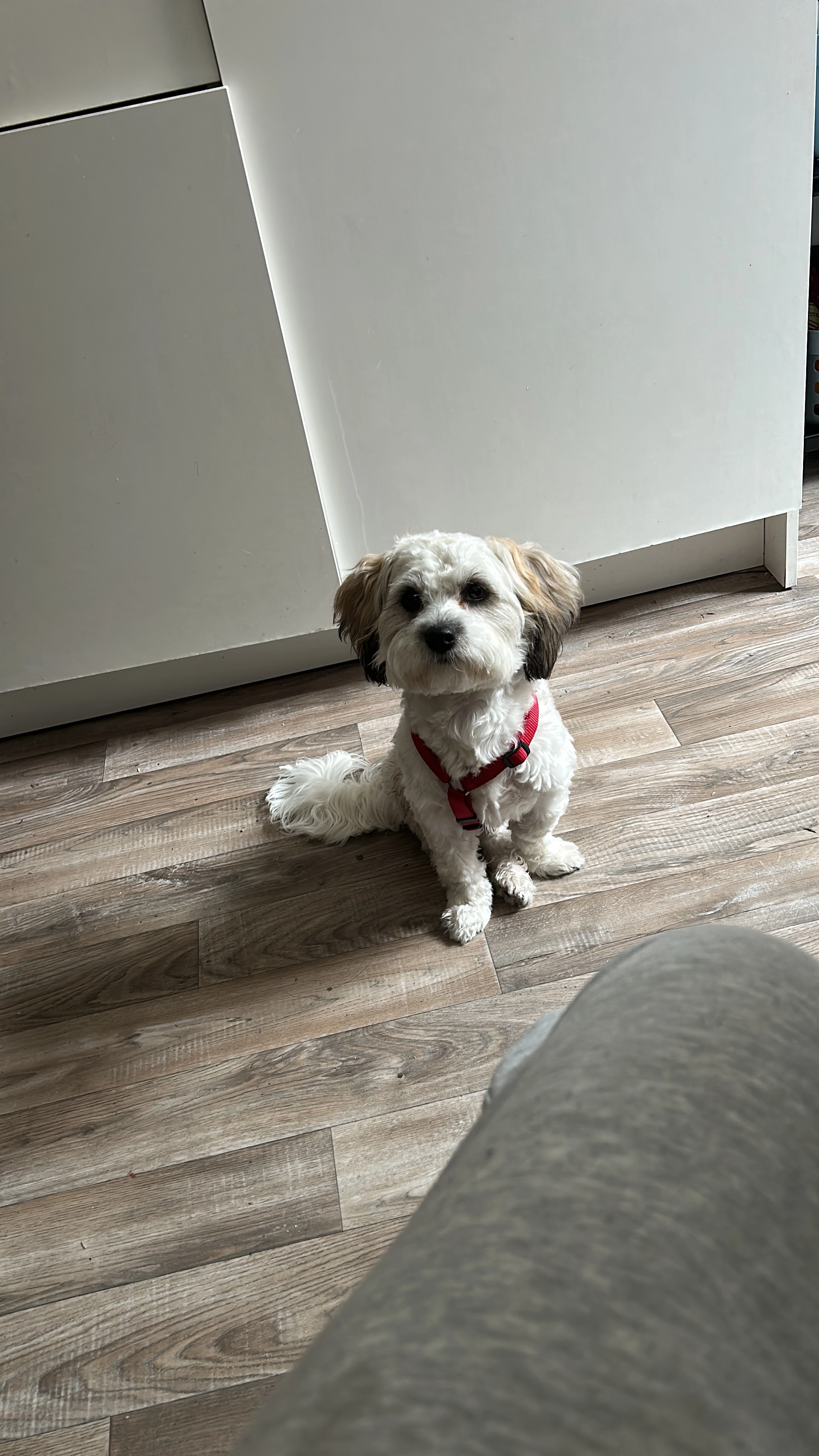 Oscar - Zusmarshauser Weg, Augsburg