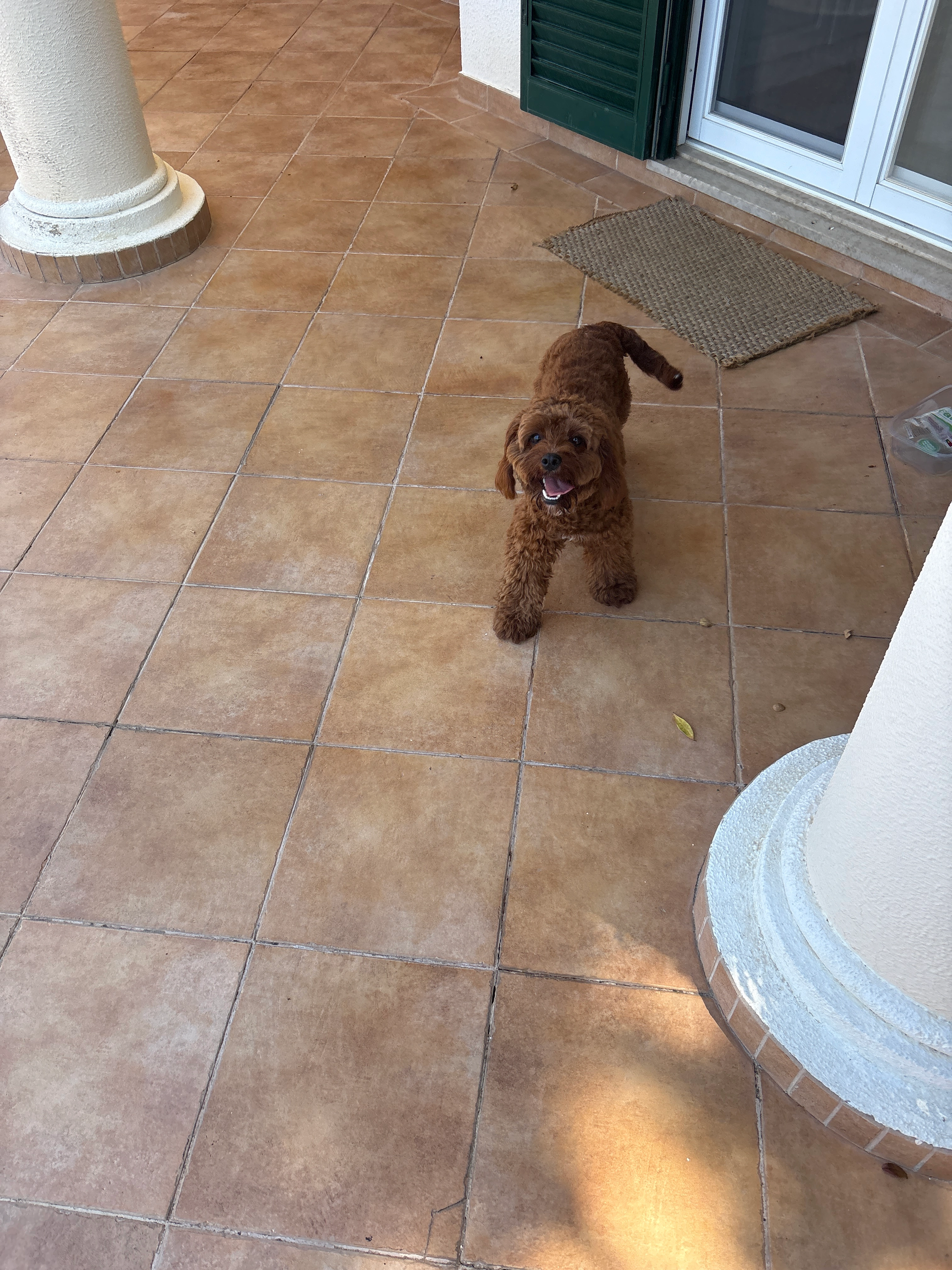 I just found a brown dog - Rua Das Amendoeiras, Almancil