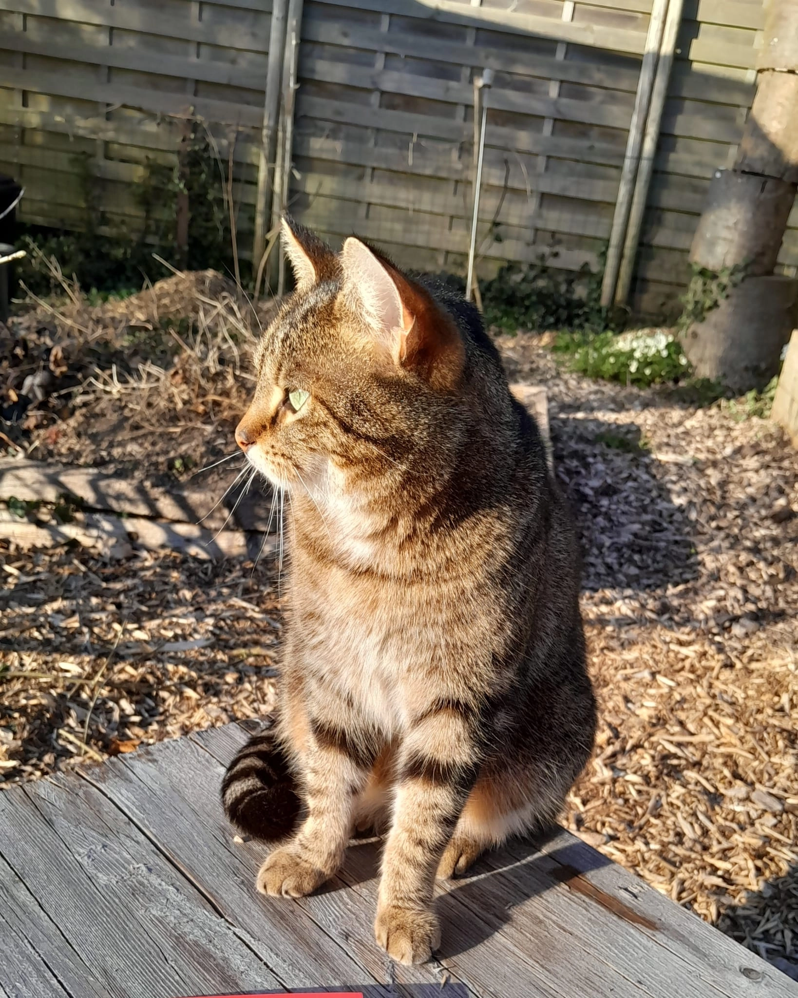 Canaille - Avenue Arthur Procès, Namur
