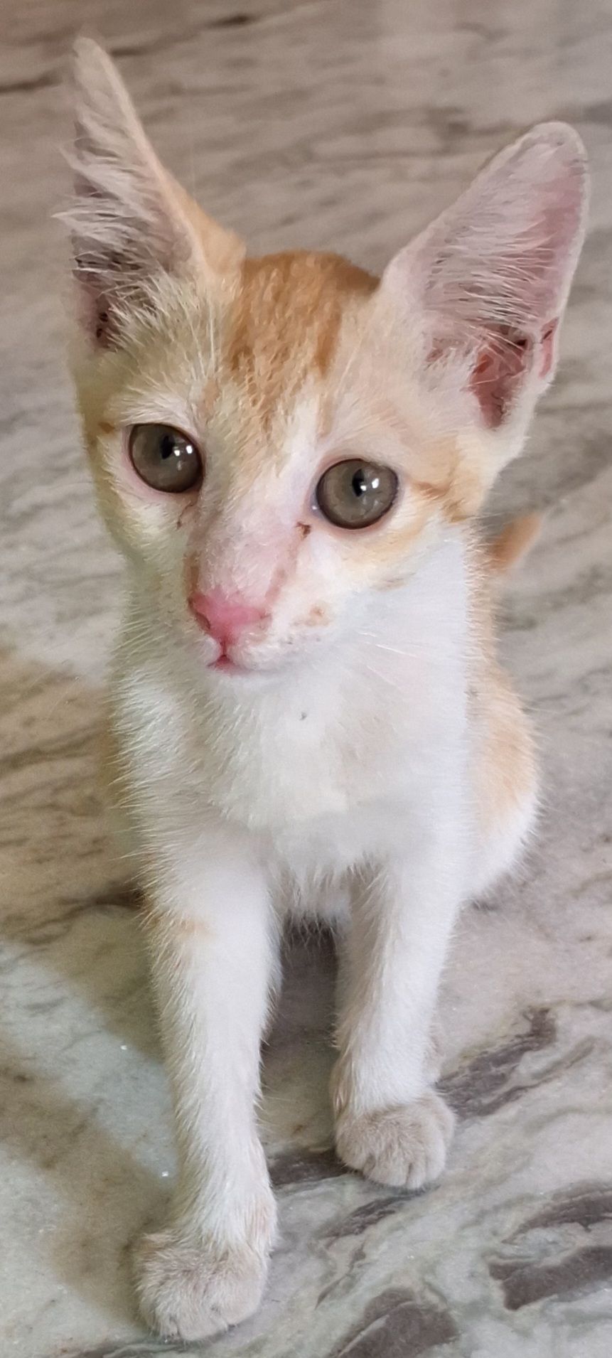 Mimi - Nh12 (near basundhara apartment udayan samiti club), Barasat