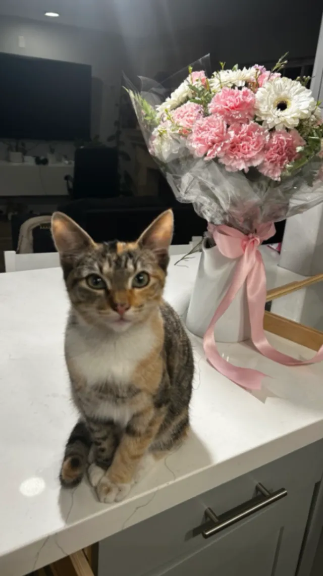 Lily - Firebrand St, Garden Grove
