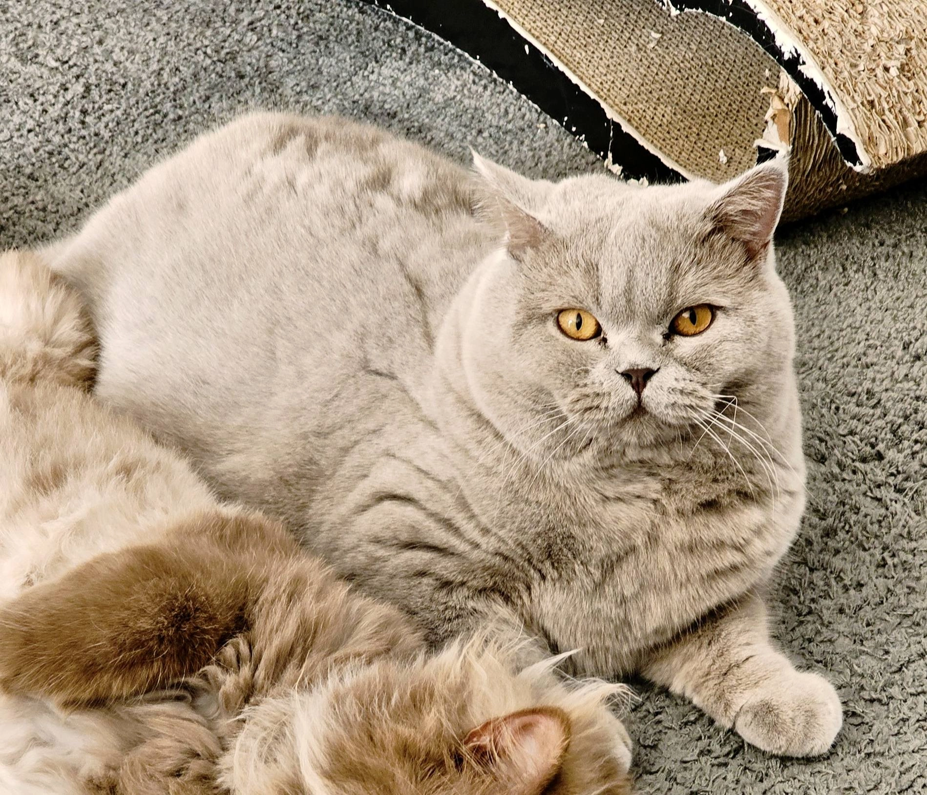 Mochi - Molenstraat 67, Oostkamp