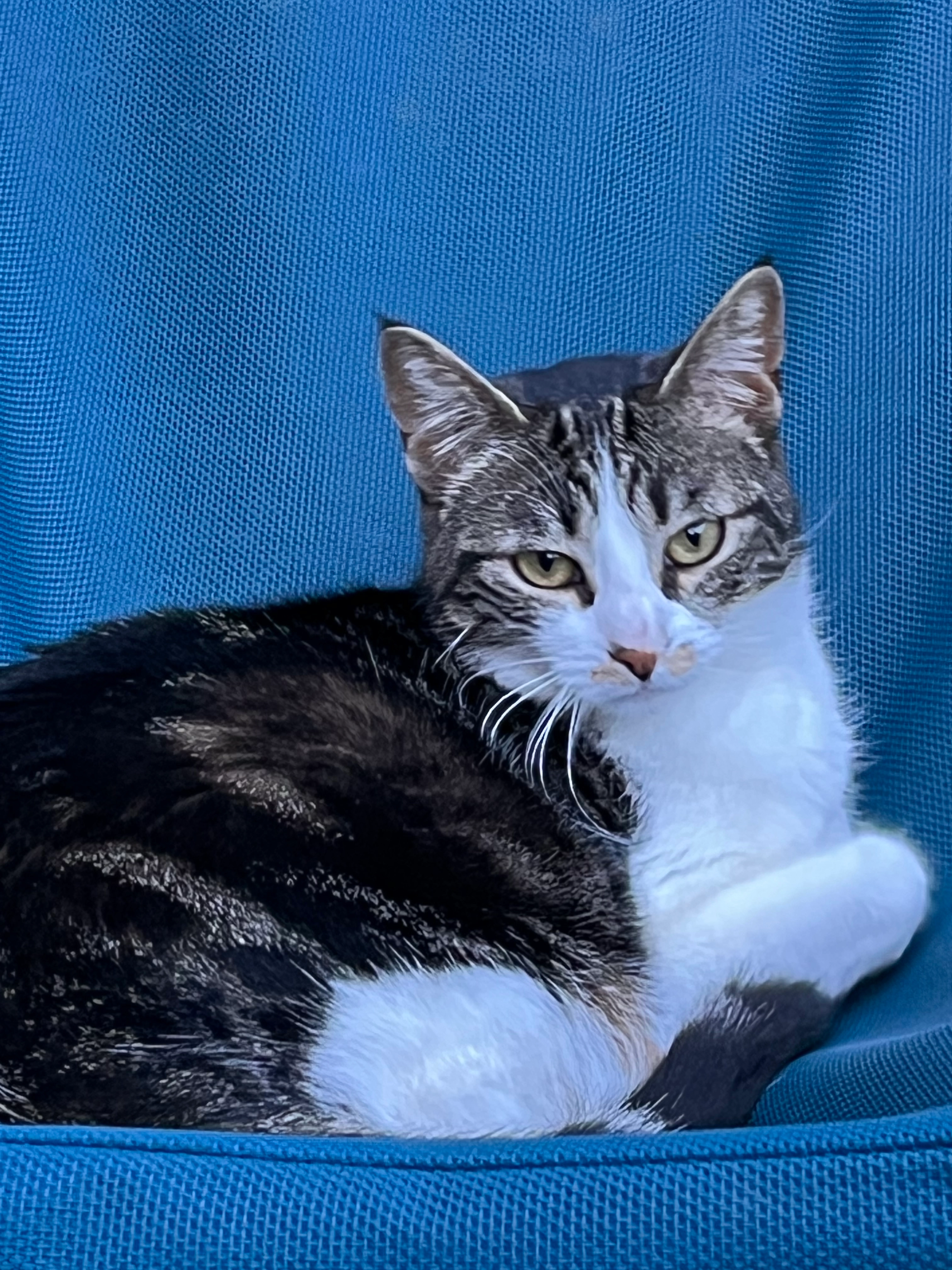 lucette - Rue Siméon, Châtillon-sur-Seine