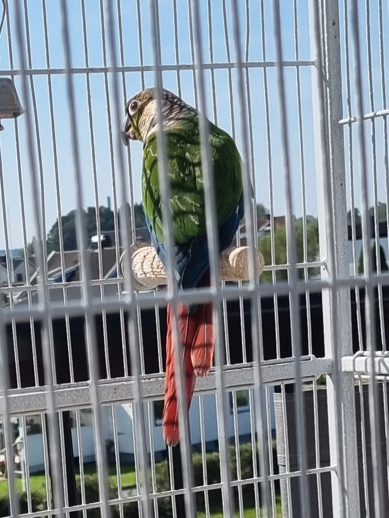 Kiwi - Villagatan, Kinna