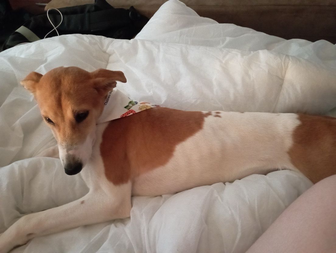 Willow - South Street, Spennymoor