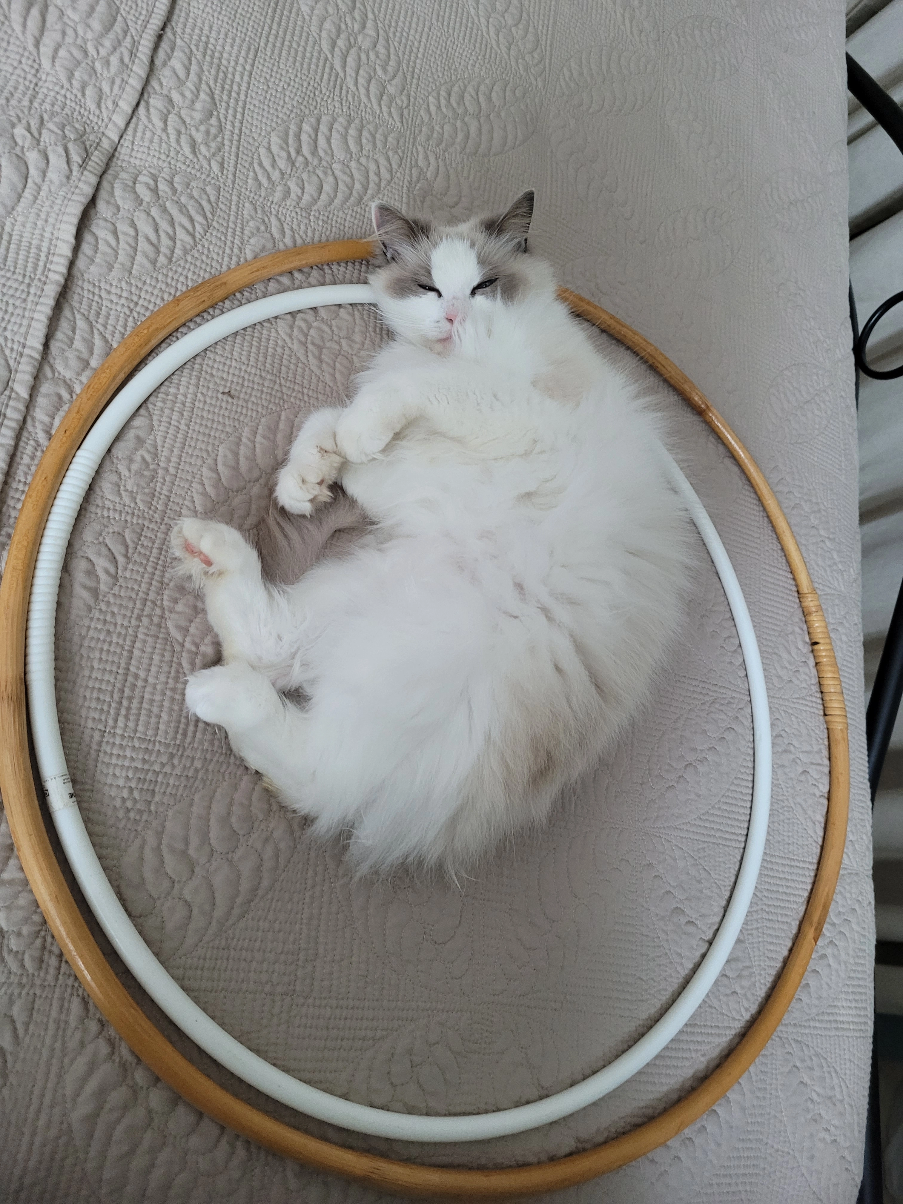 Blanche - Avenue Nationale, Levet