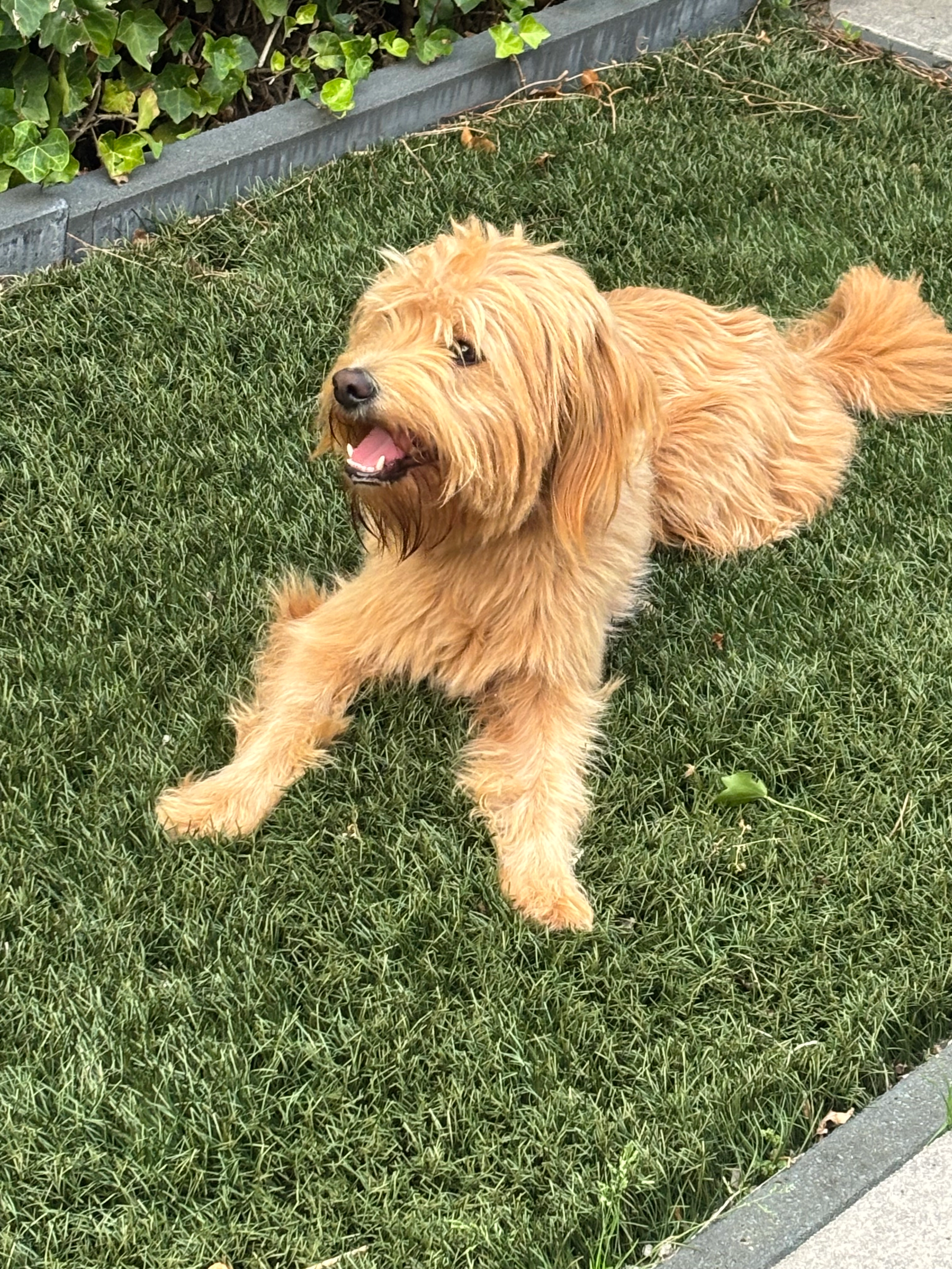 Louis - Voordijk, Barendrecht