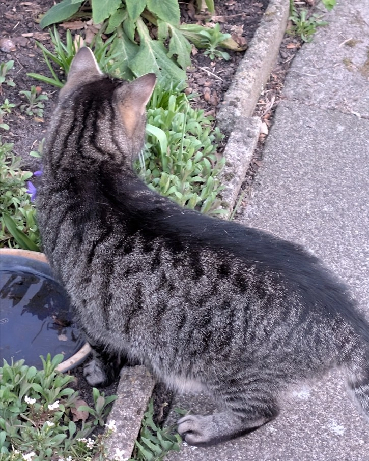 Benji - Dünsener Straße, Bremen