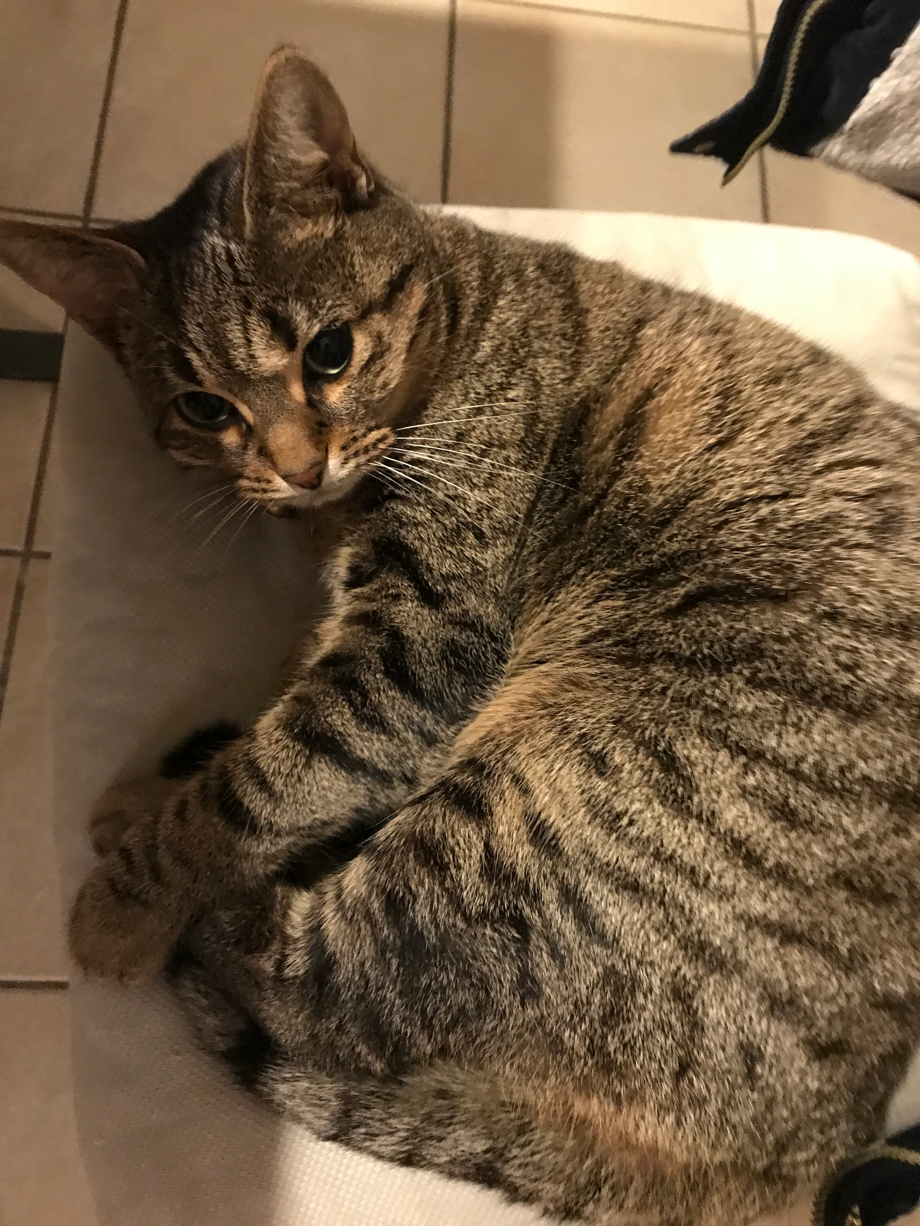 Noisette - 32 Rue du Ponant, Cintré