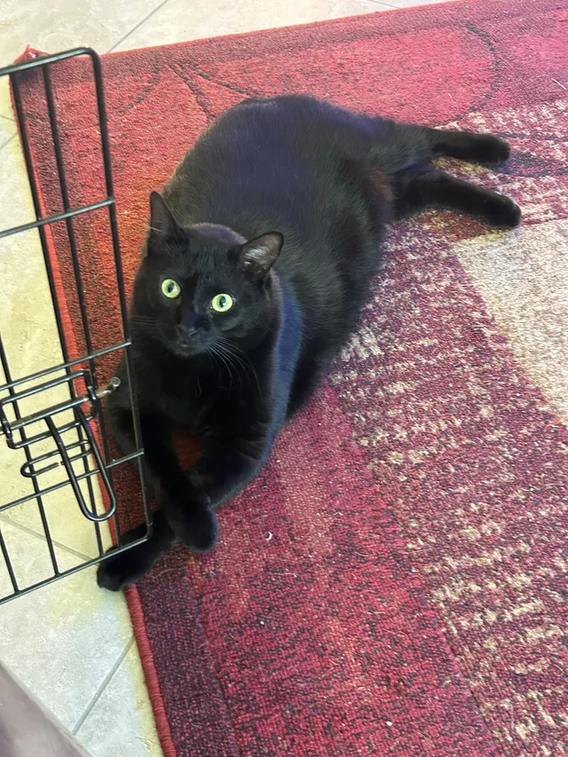 Shadow - 3015 Tempe Dr, Leander