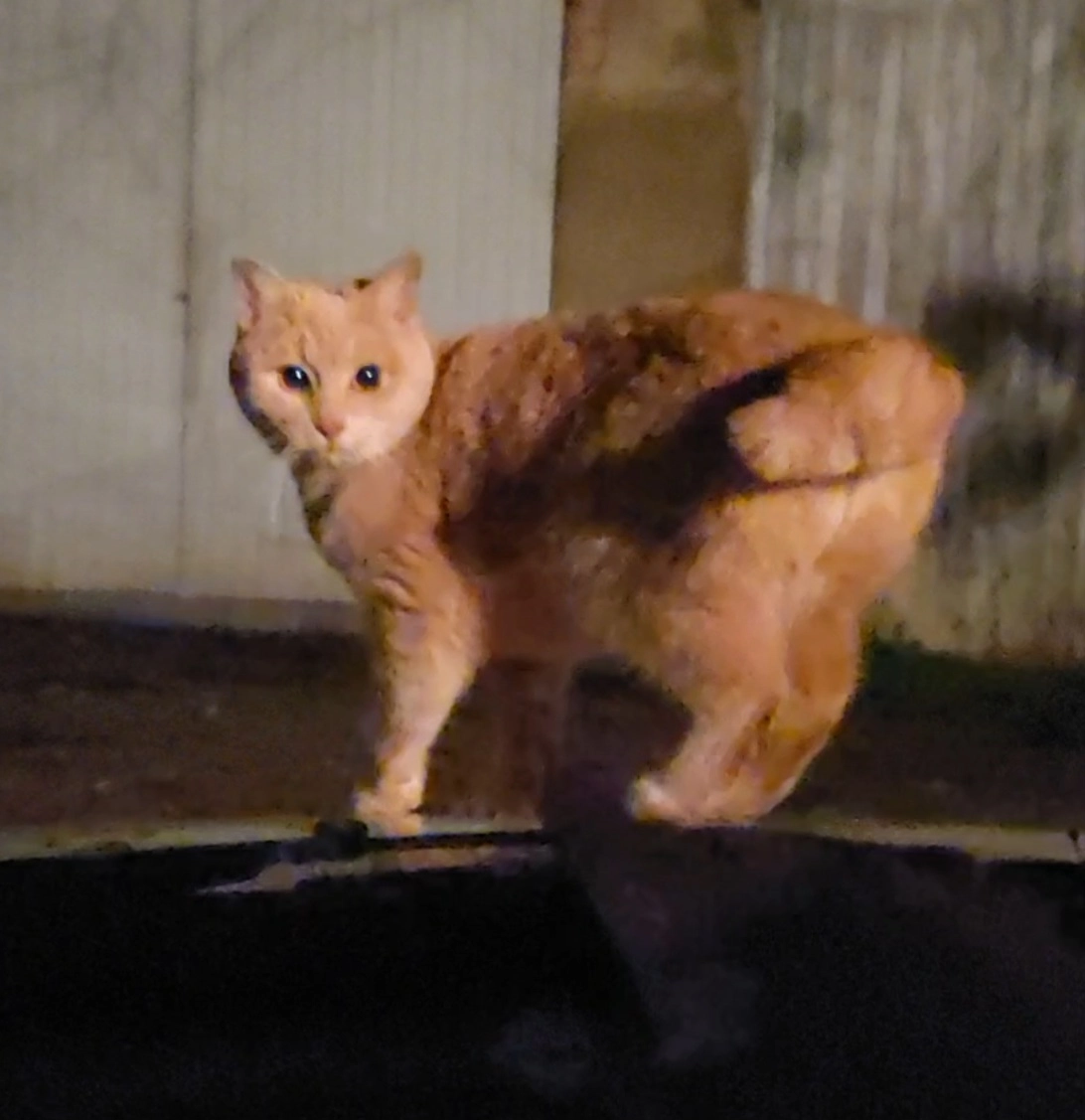 Noisette - Boulevard du 4 Septembre, Castelsarrasin