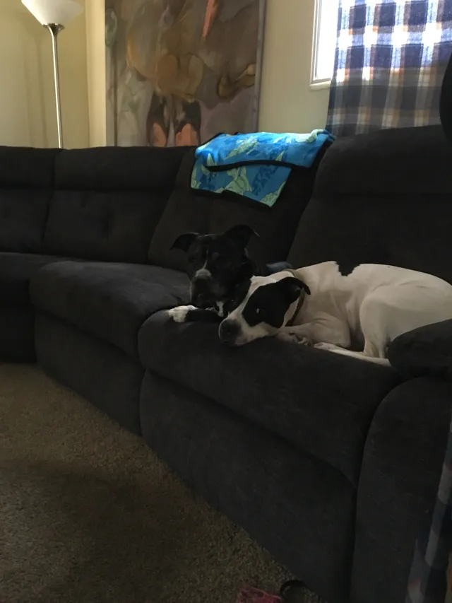 Daisy - 493 E Ringneck Cir, Draper
