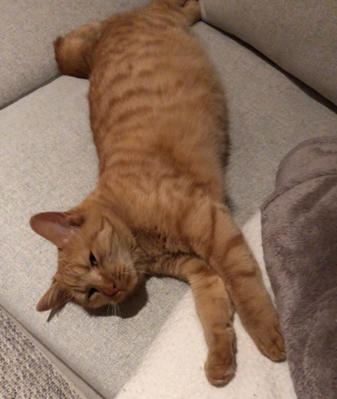 Murphy - Kornweg 7, Seengen