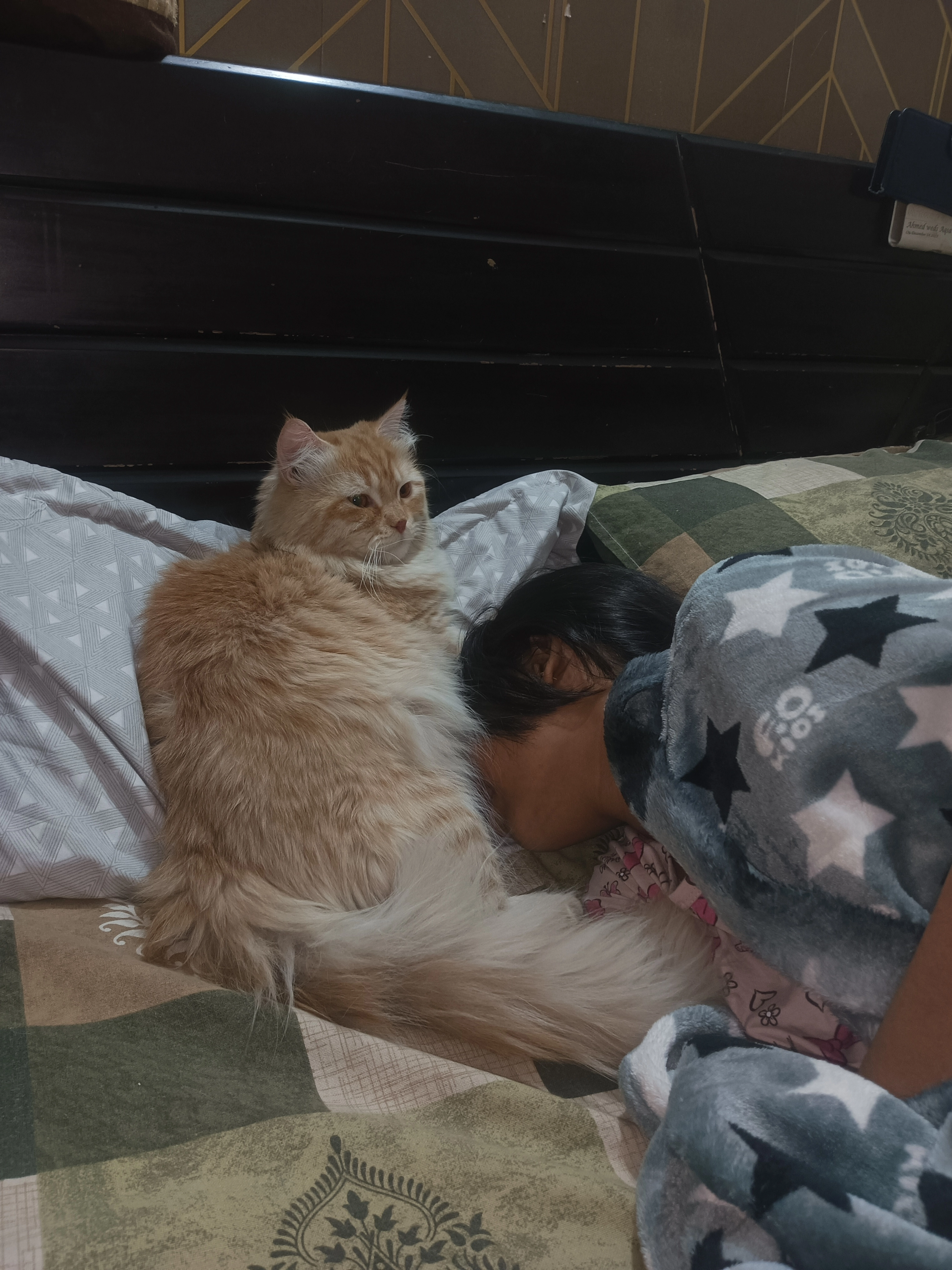 Eli - Old Seelampur Main Road, New Delhi